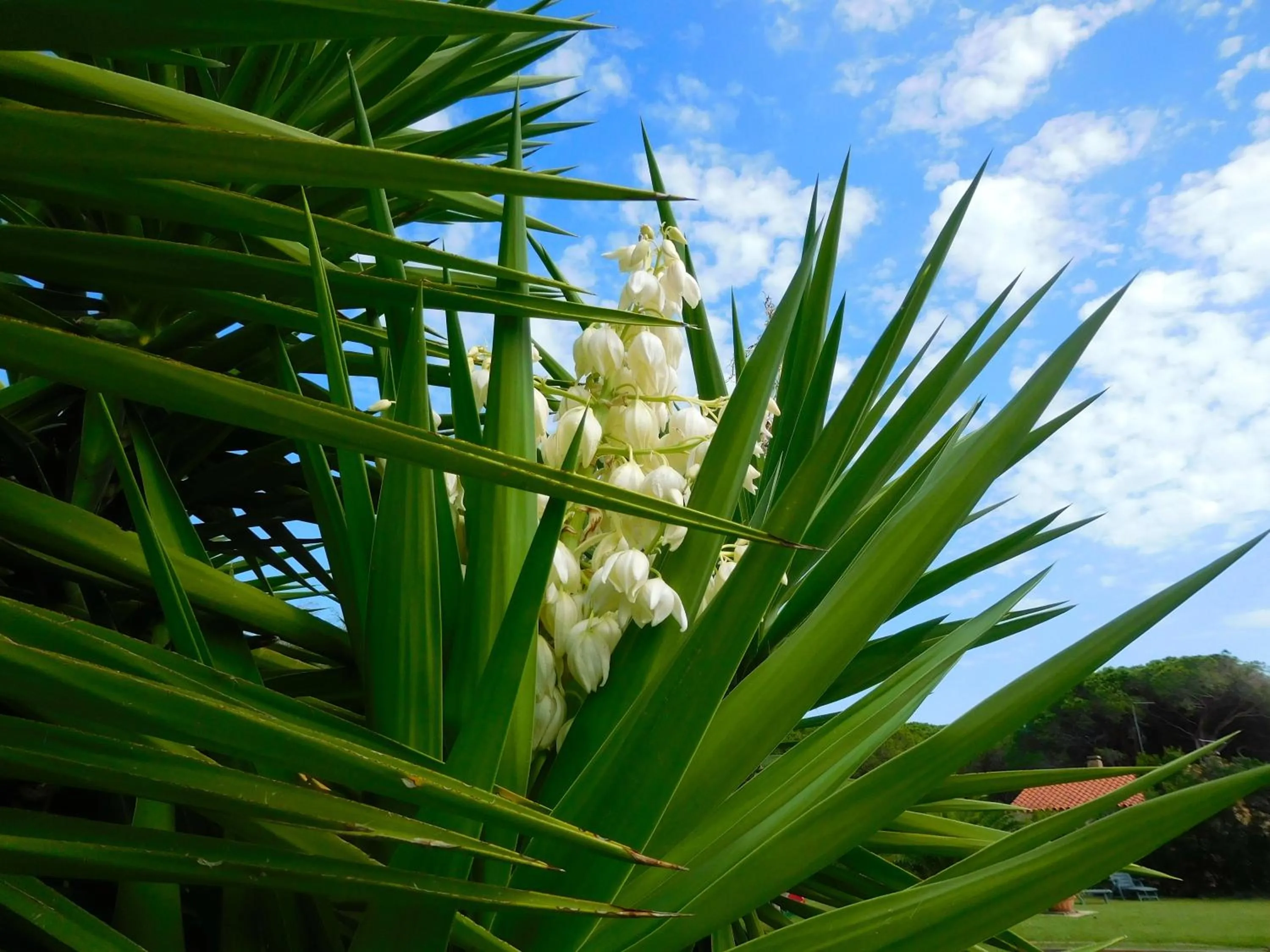 Garden in Residence La Pineta