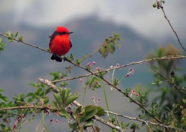 Animals in Hosteria Cananvalle