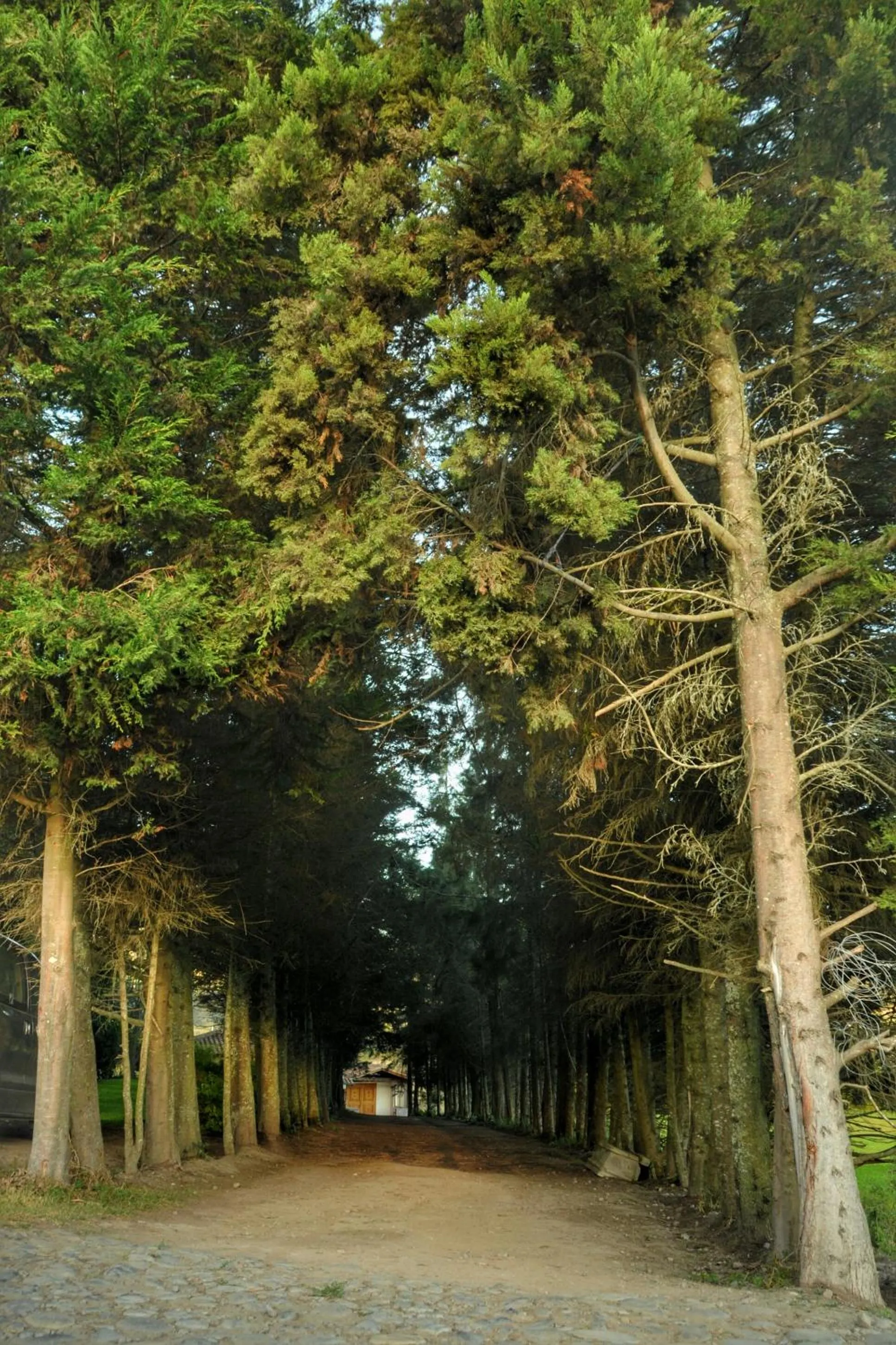 Garden in Hosteria Cananvalle