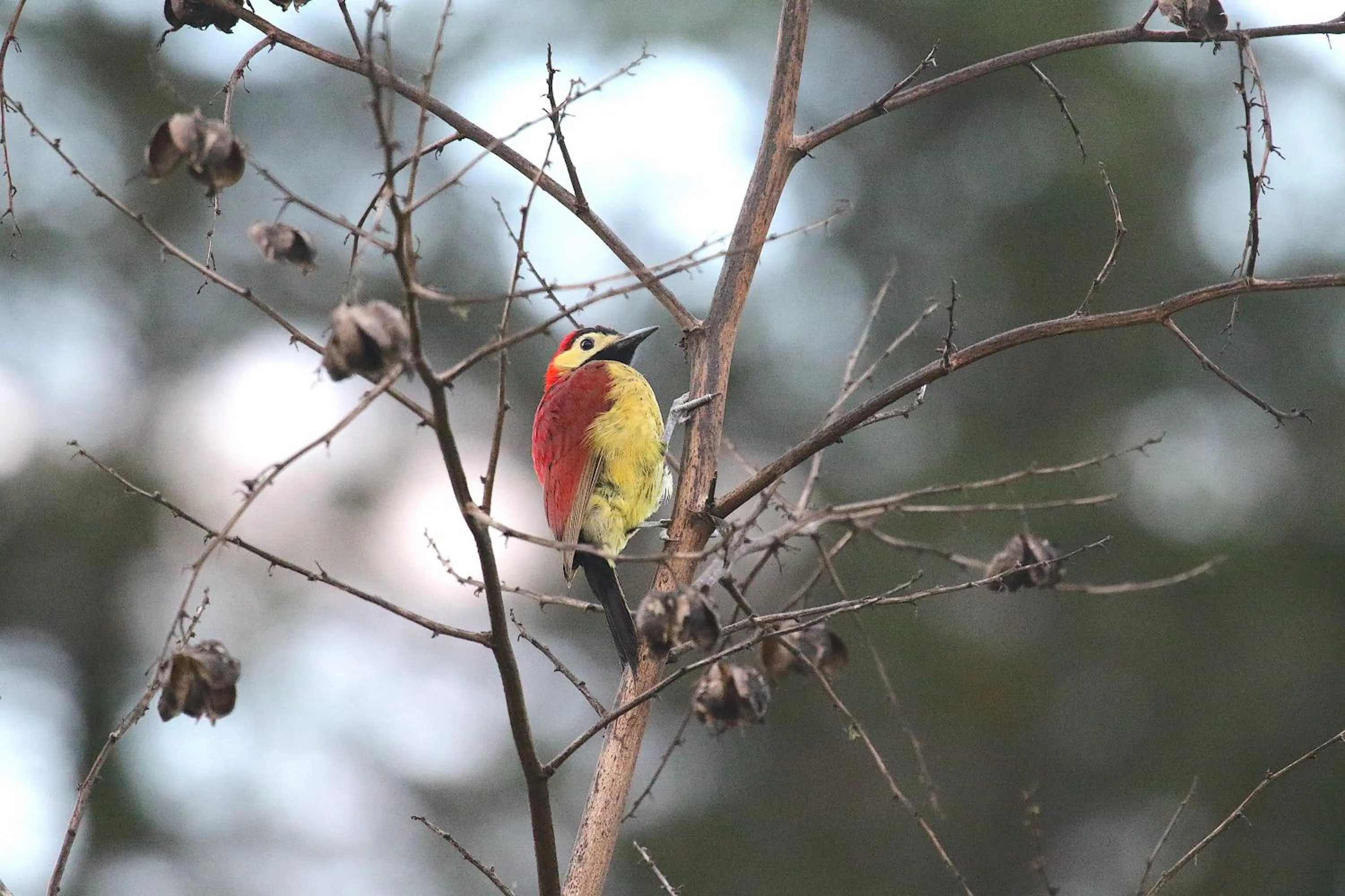 Animals in Hosteria Cananvalle