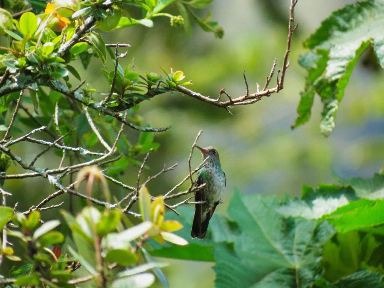 Animals in Hosteria Cananvalle
