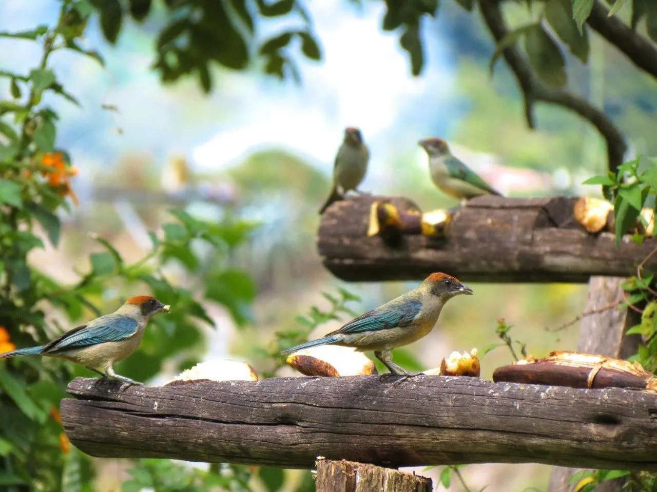 Animals in Hosteria Cananvalle