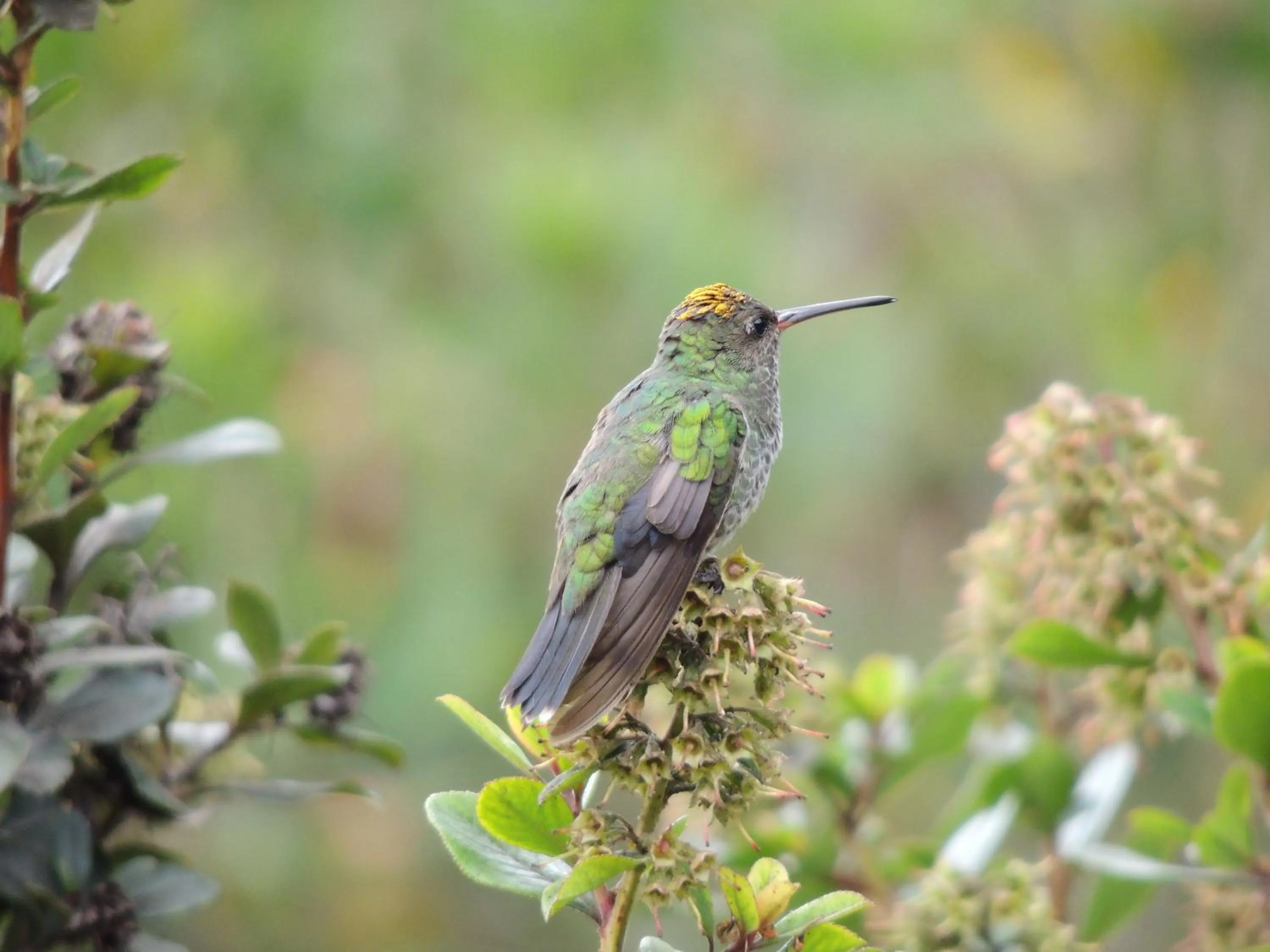 Day in Hosteria Cananvalle