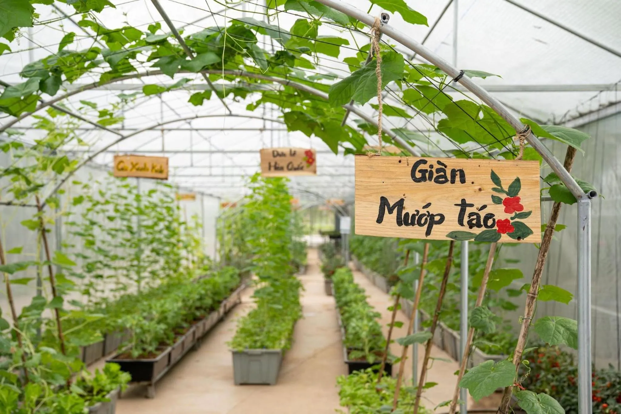 Garden in Flamingo Resort Dai Lai