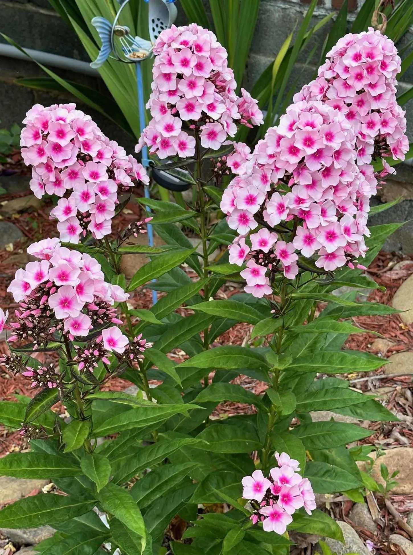 Garden in NATION'S INN of Wake County - Raleigh Crabtree