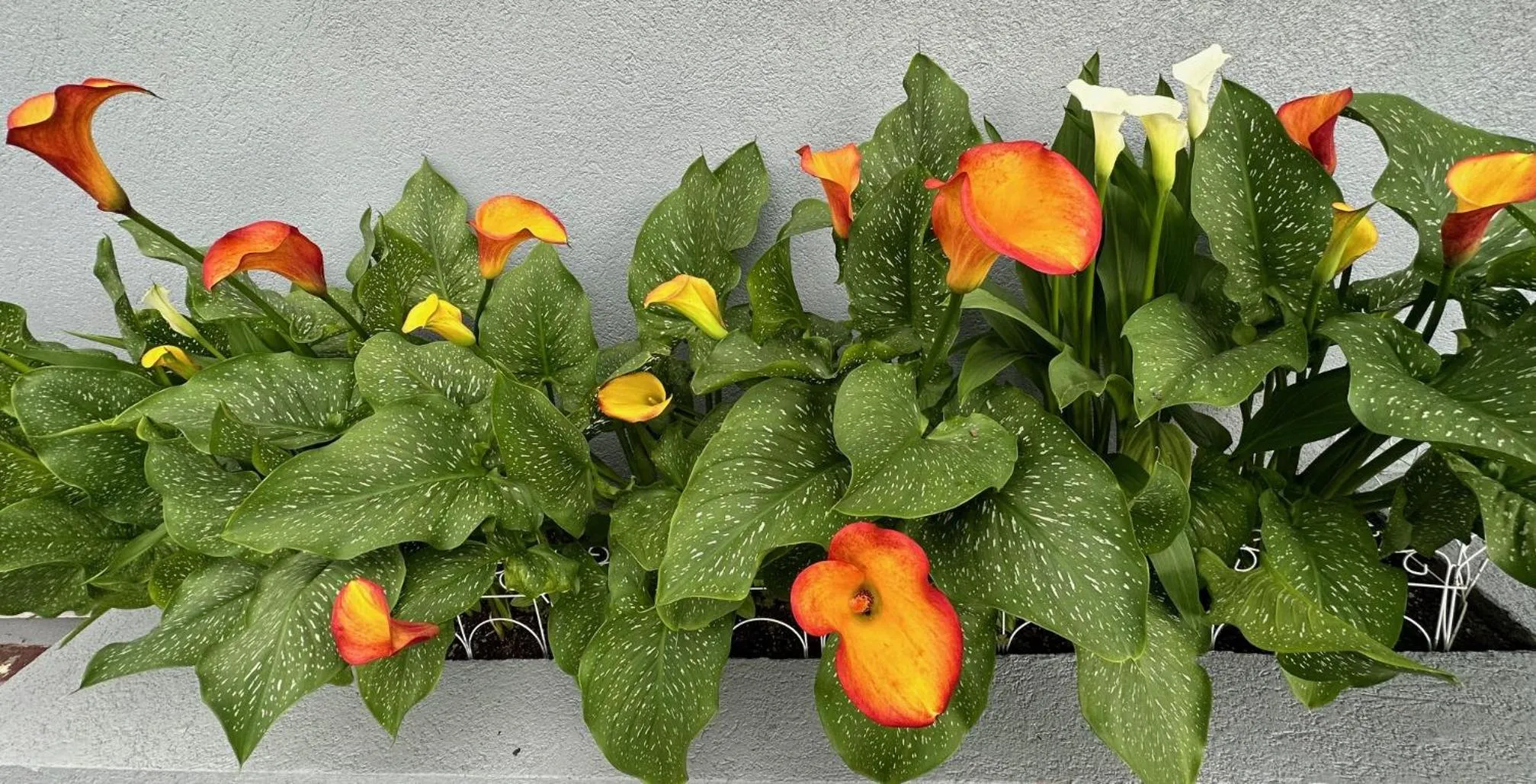 Garden in NATION'S INN of Wake County - Raleigh Crabtree