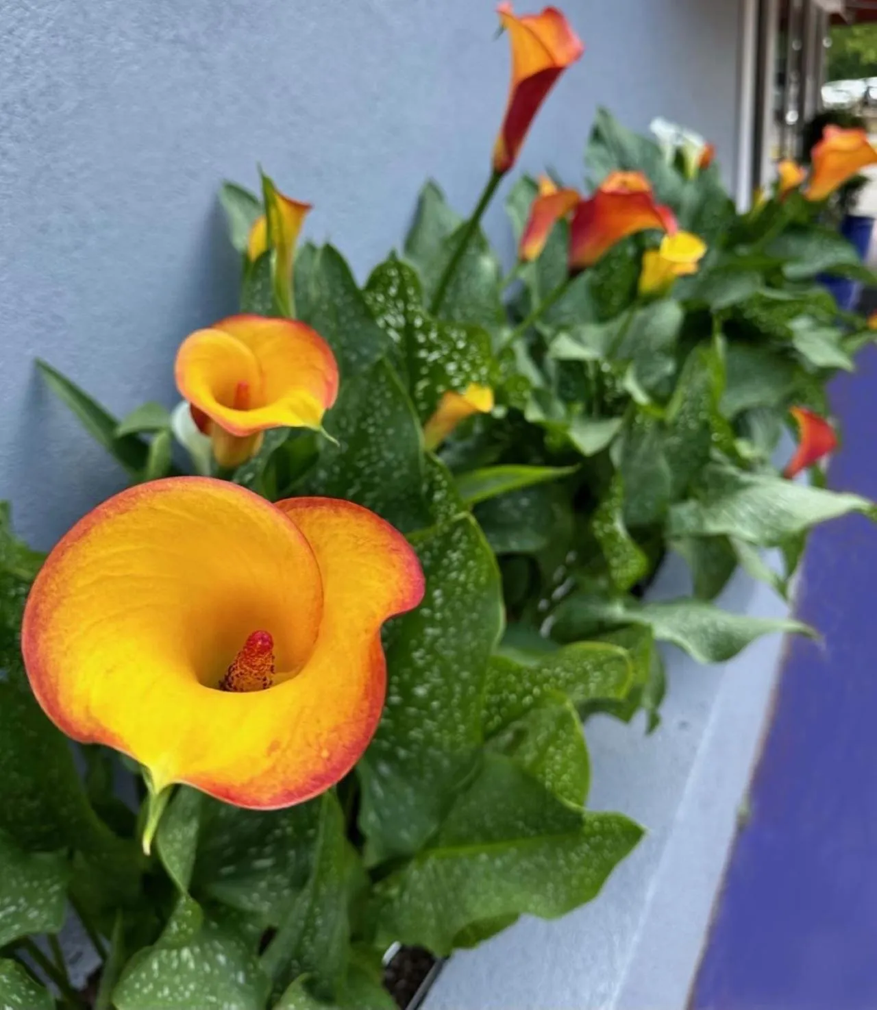 Garden in NATION'S INN of Wake County - Raleigh Crabtree