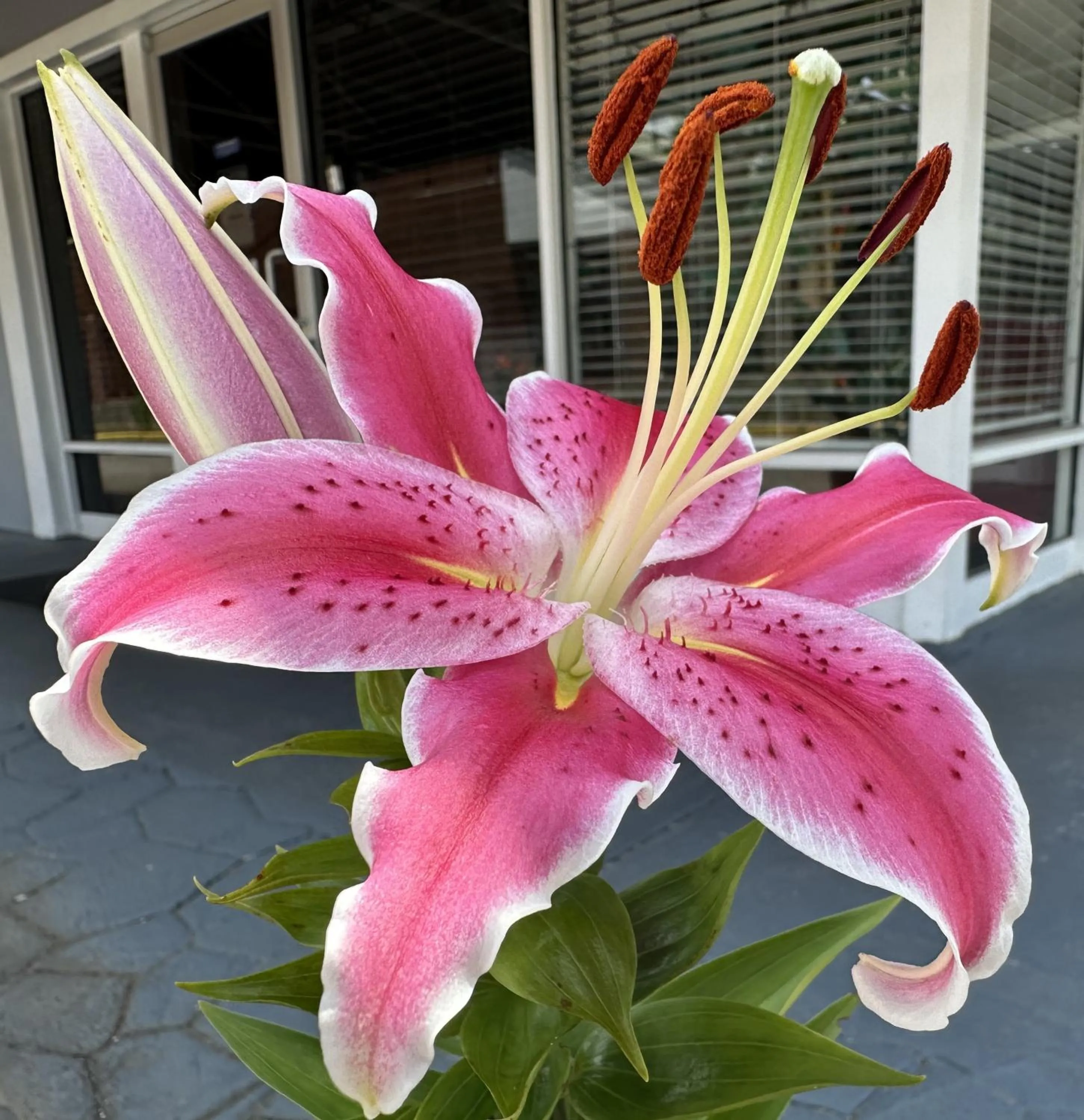 Garden in NATION'S INN of Wake County - Raleigh Crabtree