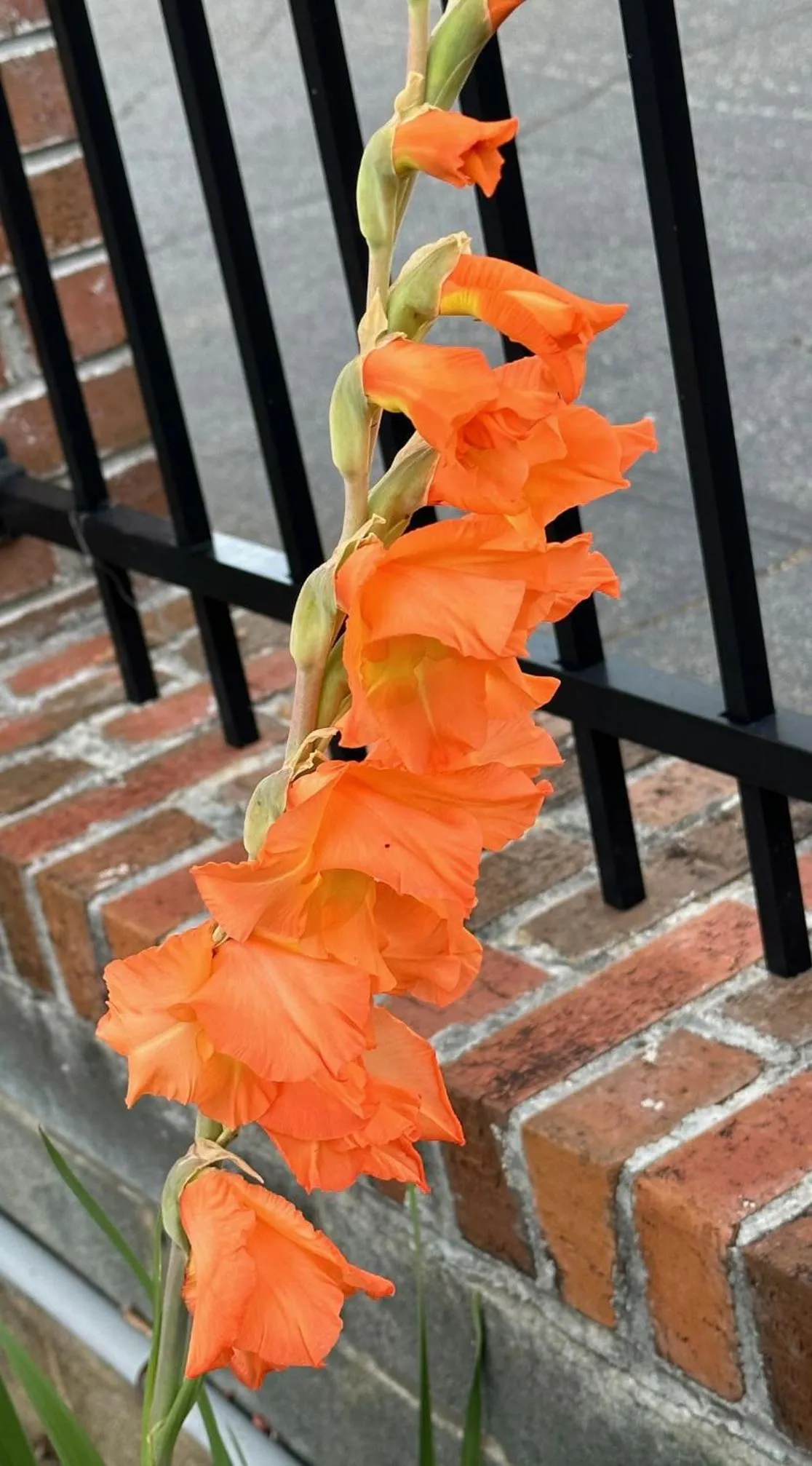 Garden in NATION'S INN of Wake County - Raleigh Crabtree
