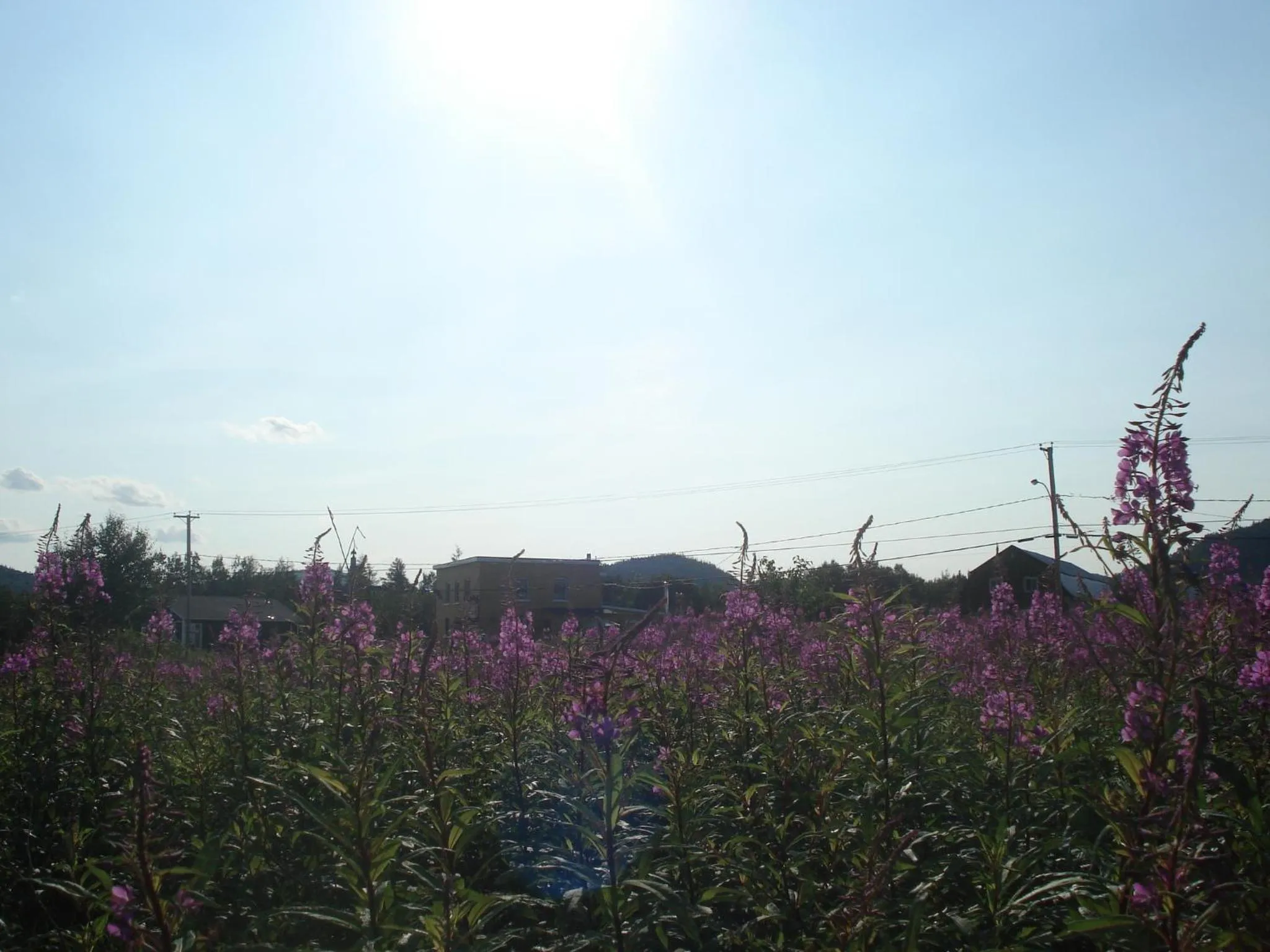 Garden in Motel la Maison de Travers