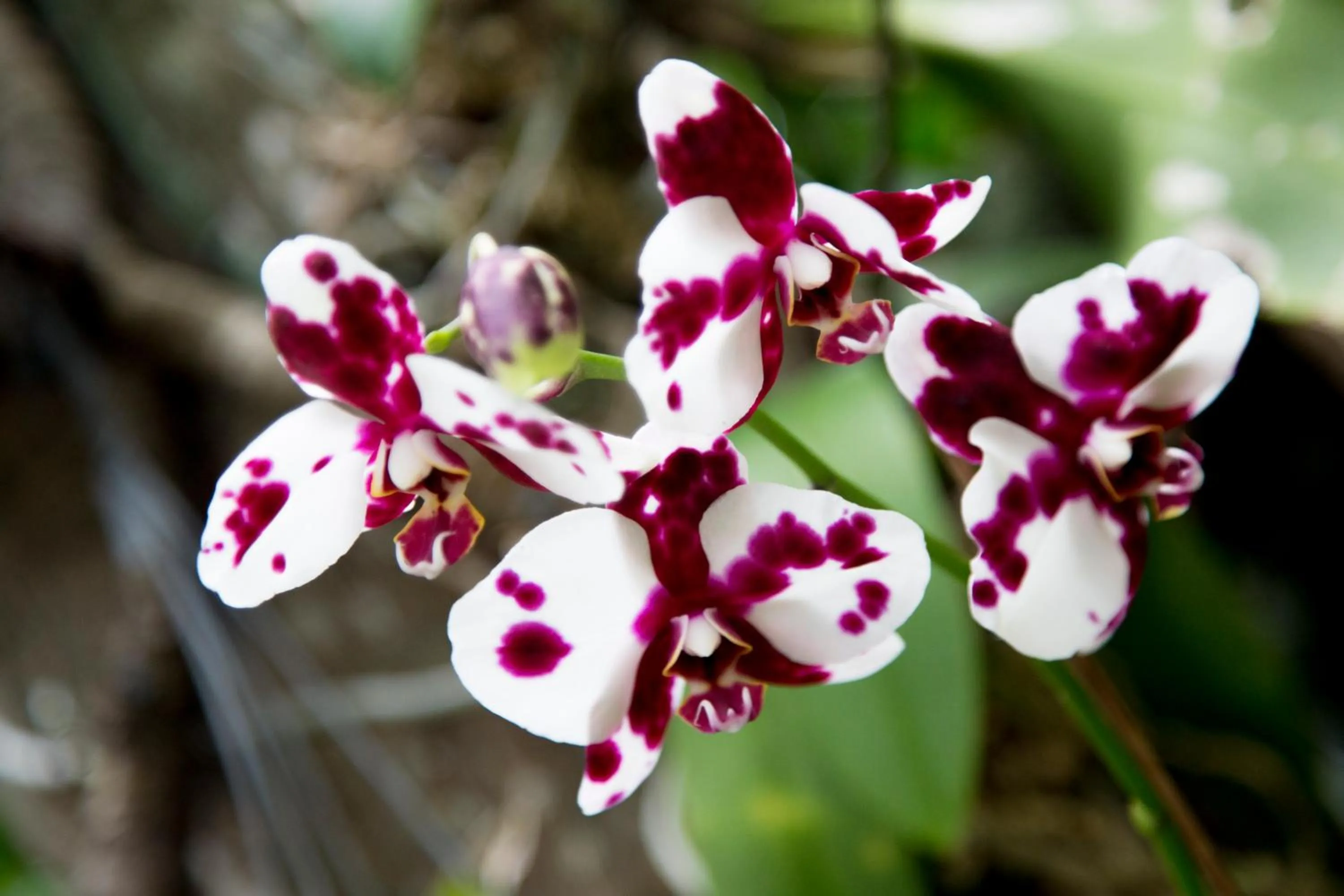 Garden in Vanderbilt Beach Resort