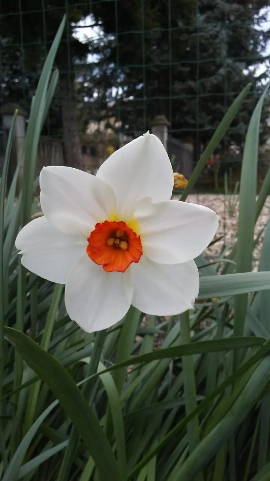 Garden view in Casa T Bed and Breakfast & Home Restaurant di Tacchino Simone