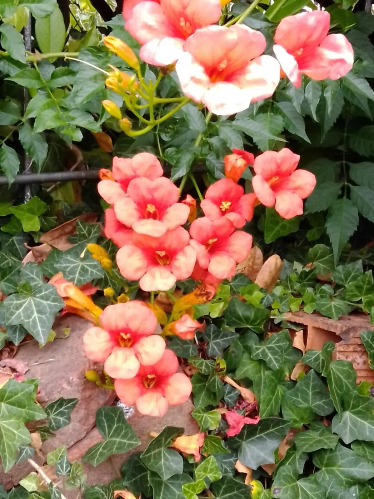 Garden in Casa T Bed and Breakfast & Home Restaurant di Tacchino Simone