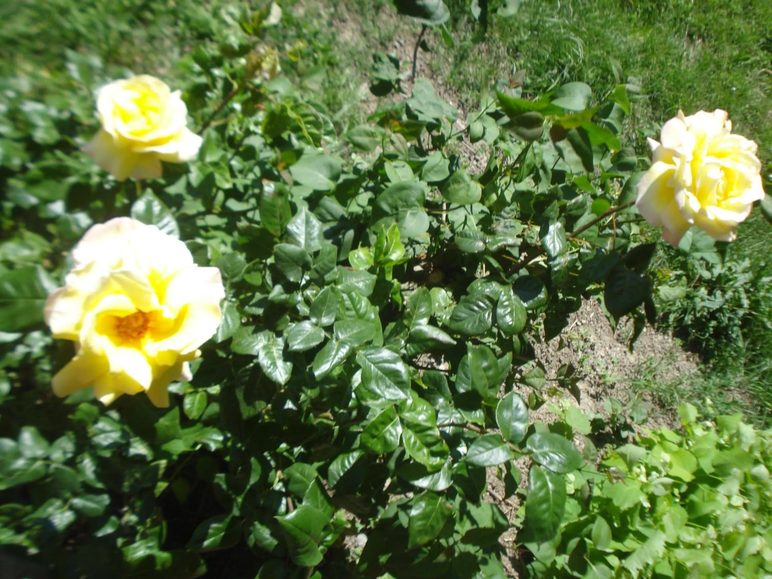 Garden in Casa T Bed and Breakfast & Home Restaurant di Tacchino Simone