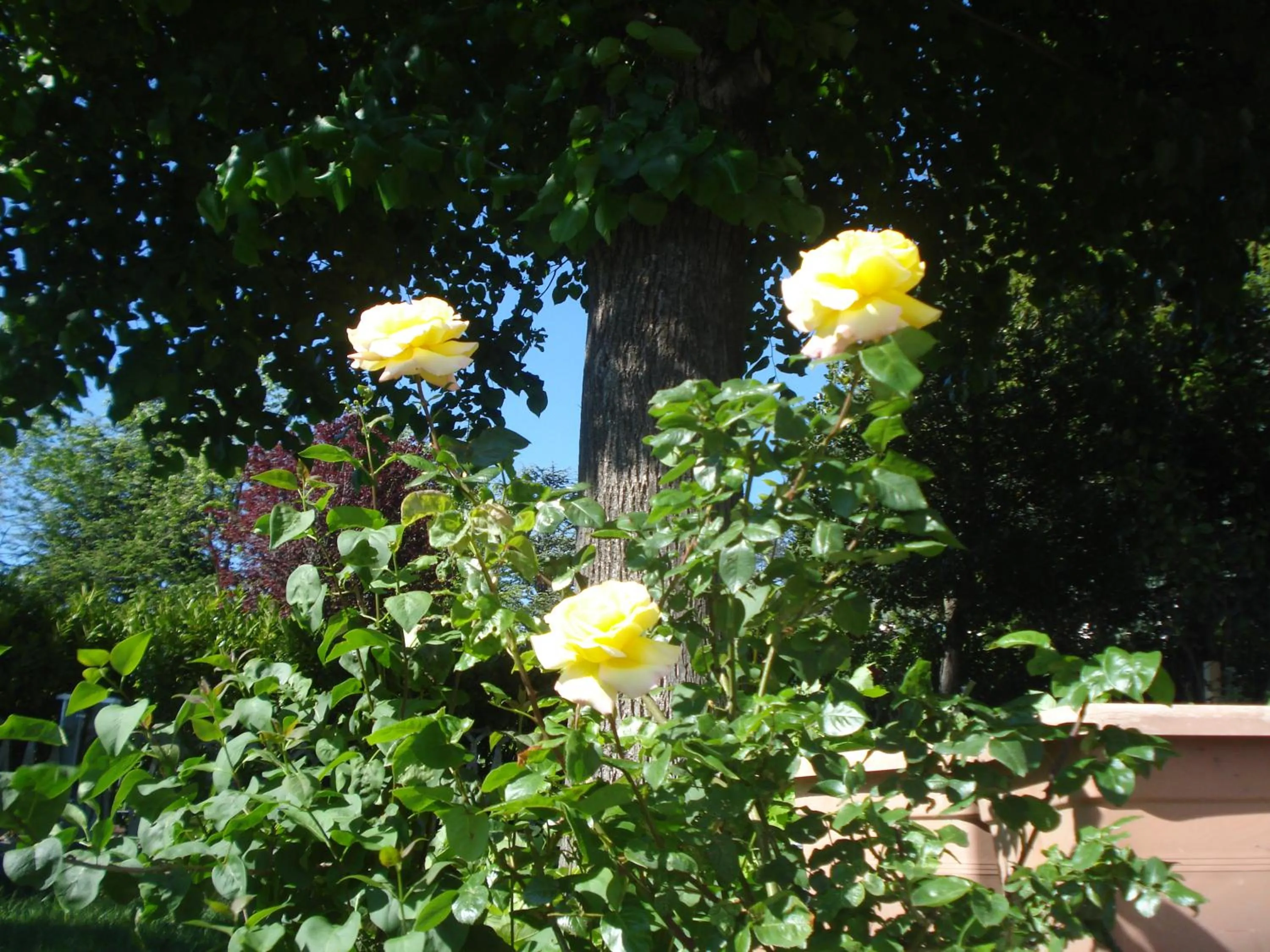 Garden in Casa T Bed and Breakfast & Home Restaurant di Tacchino Simone