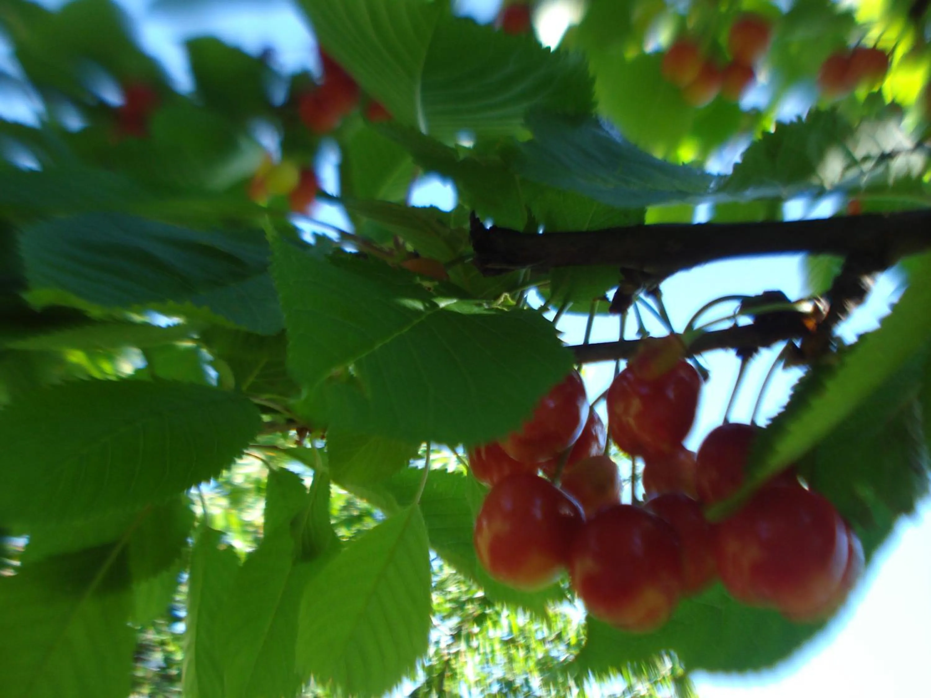 Garden in Casa T Bed and Breakfast & Home Restaurant di Tacchino Simone