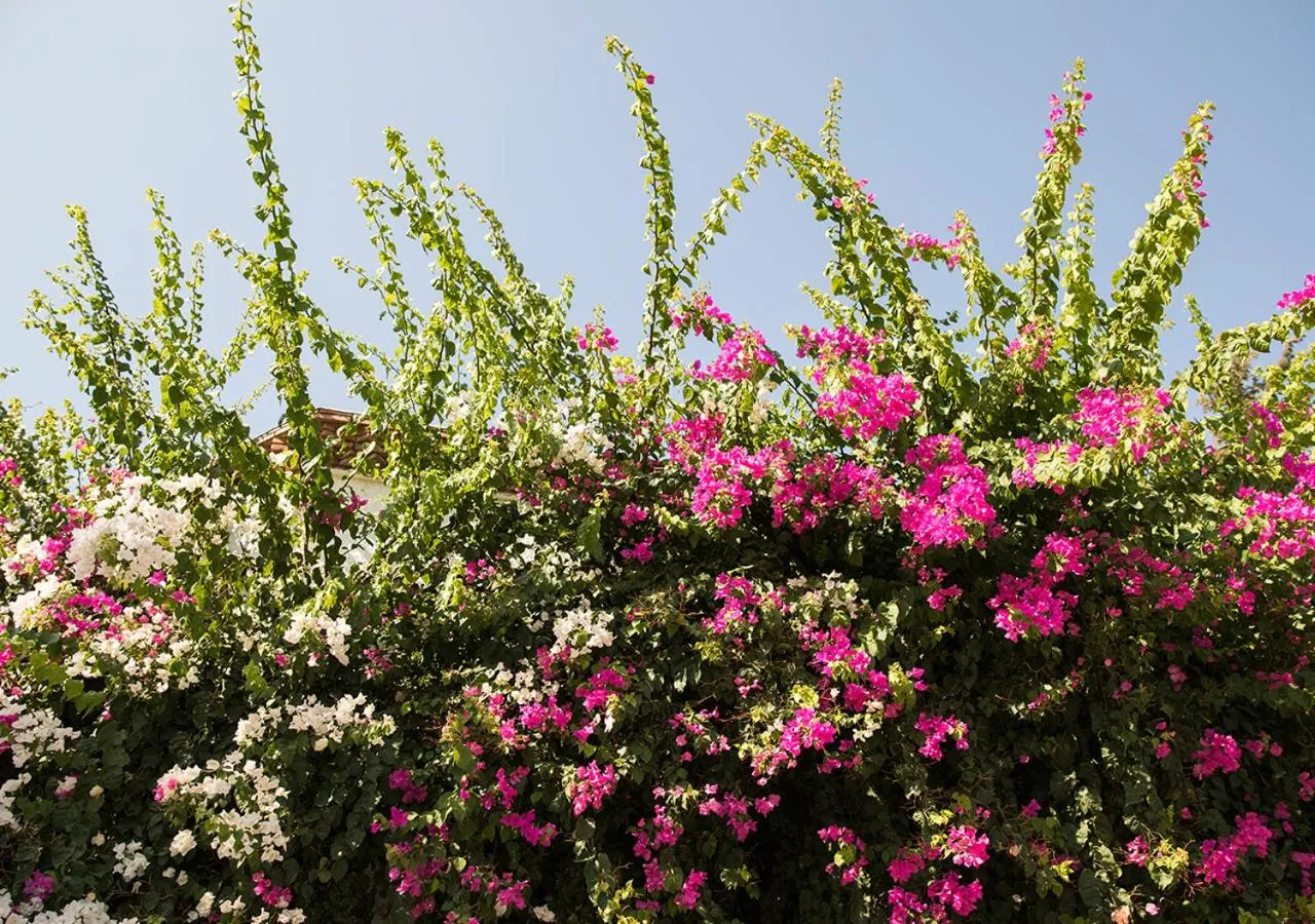 Garden in Hotel Karia Princess
