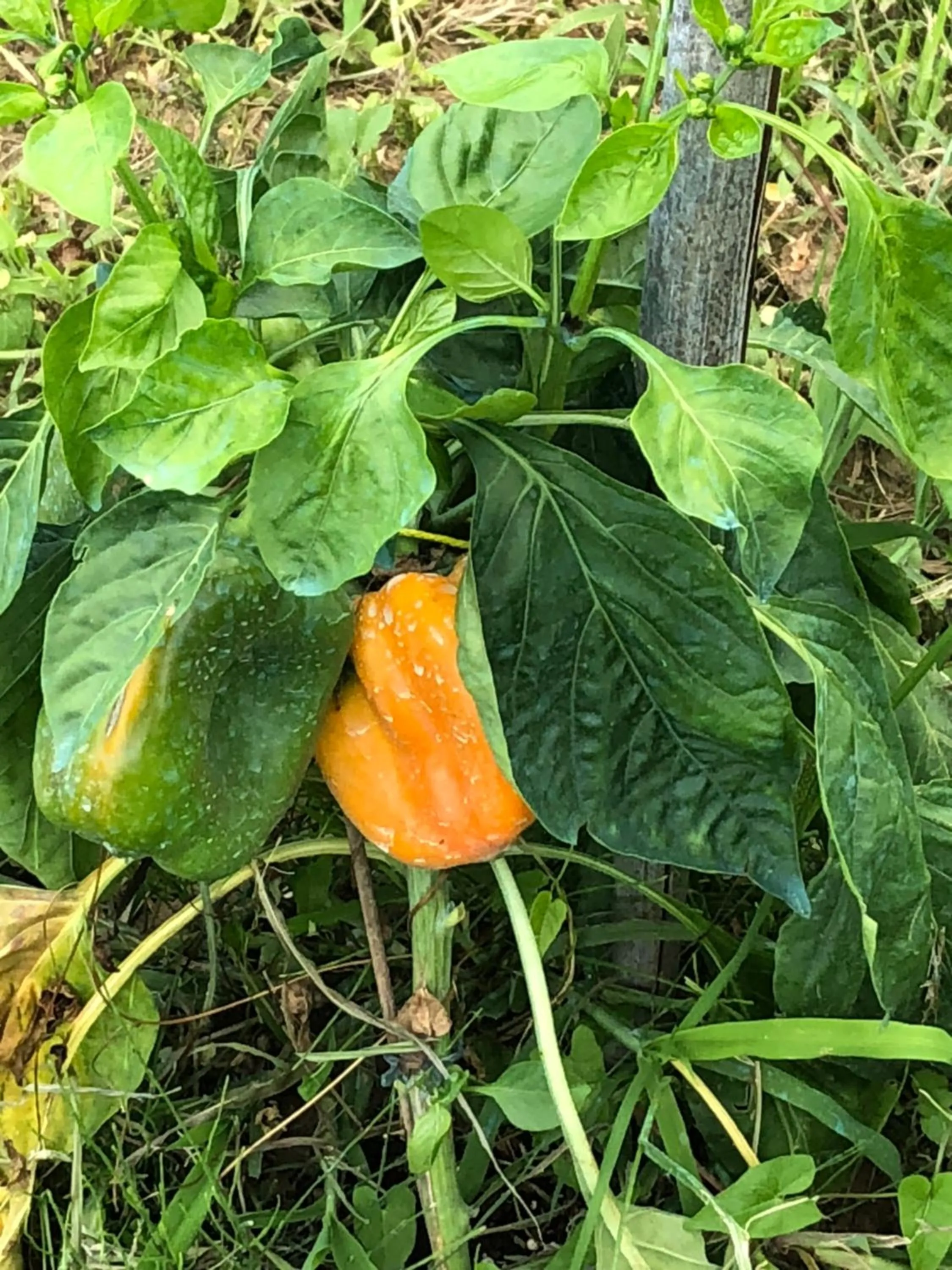 Property building in B&B la Serenissima