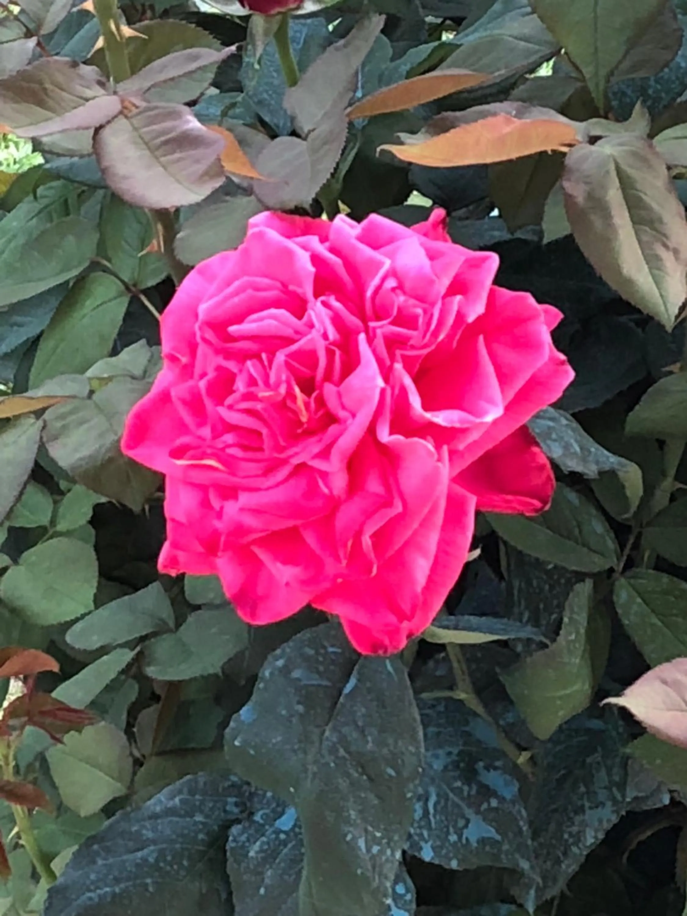 Property building in B&B la Serenissima