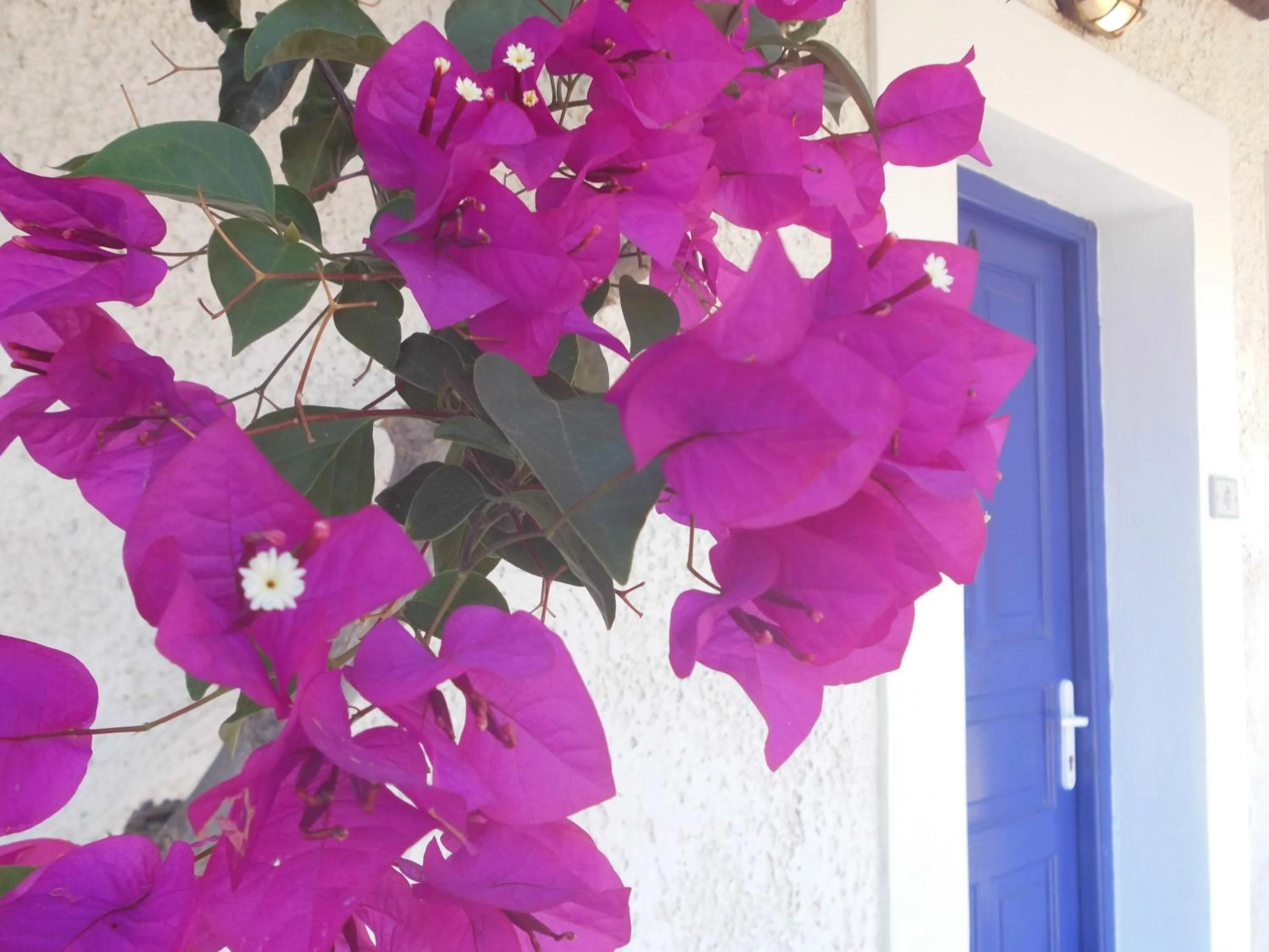 Patio in Paradise Apartments Studios