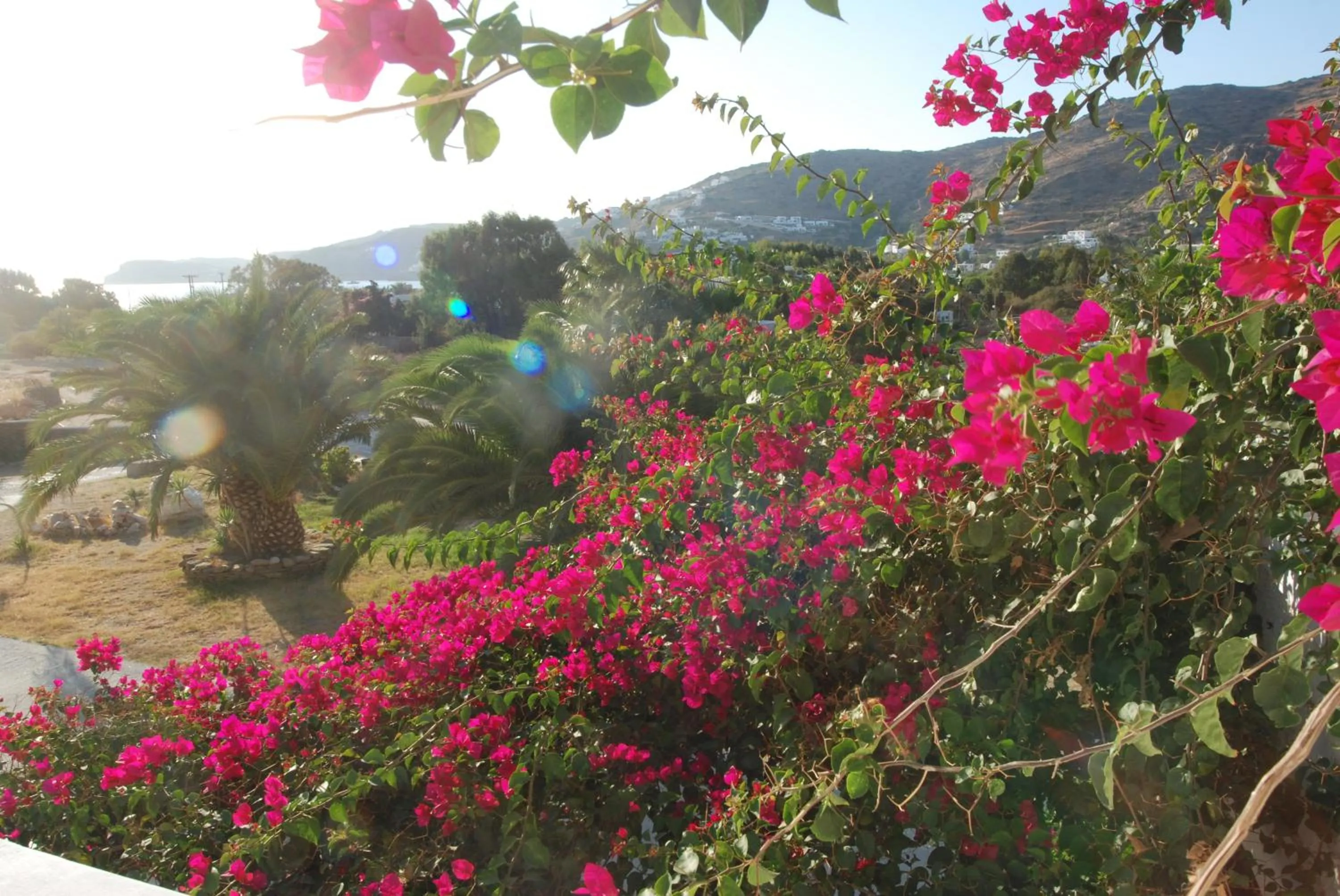 Balcony/Terrace in Paradise Apartments Studios