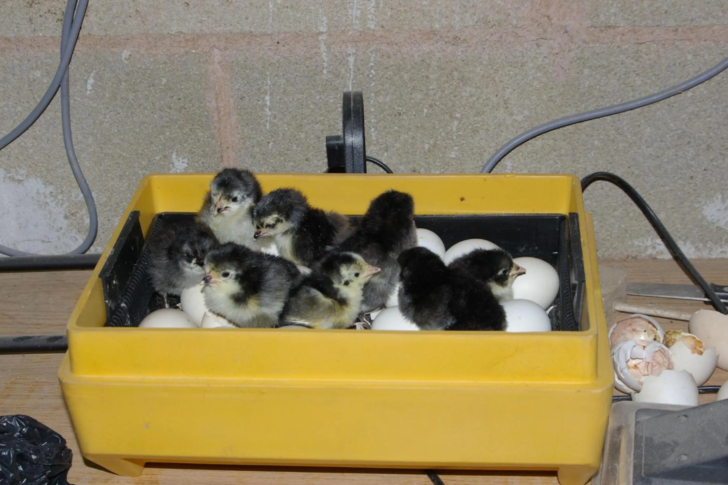 Bungalows Granja Escuela Arlanzón