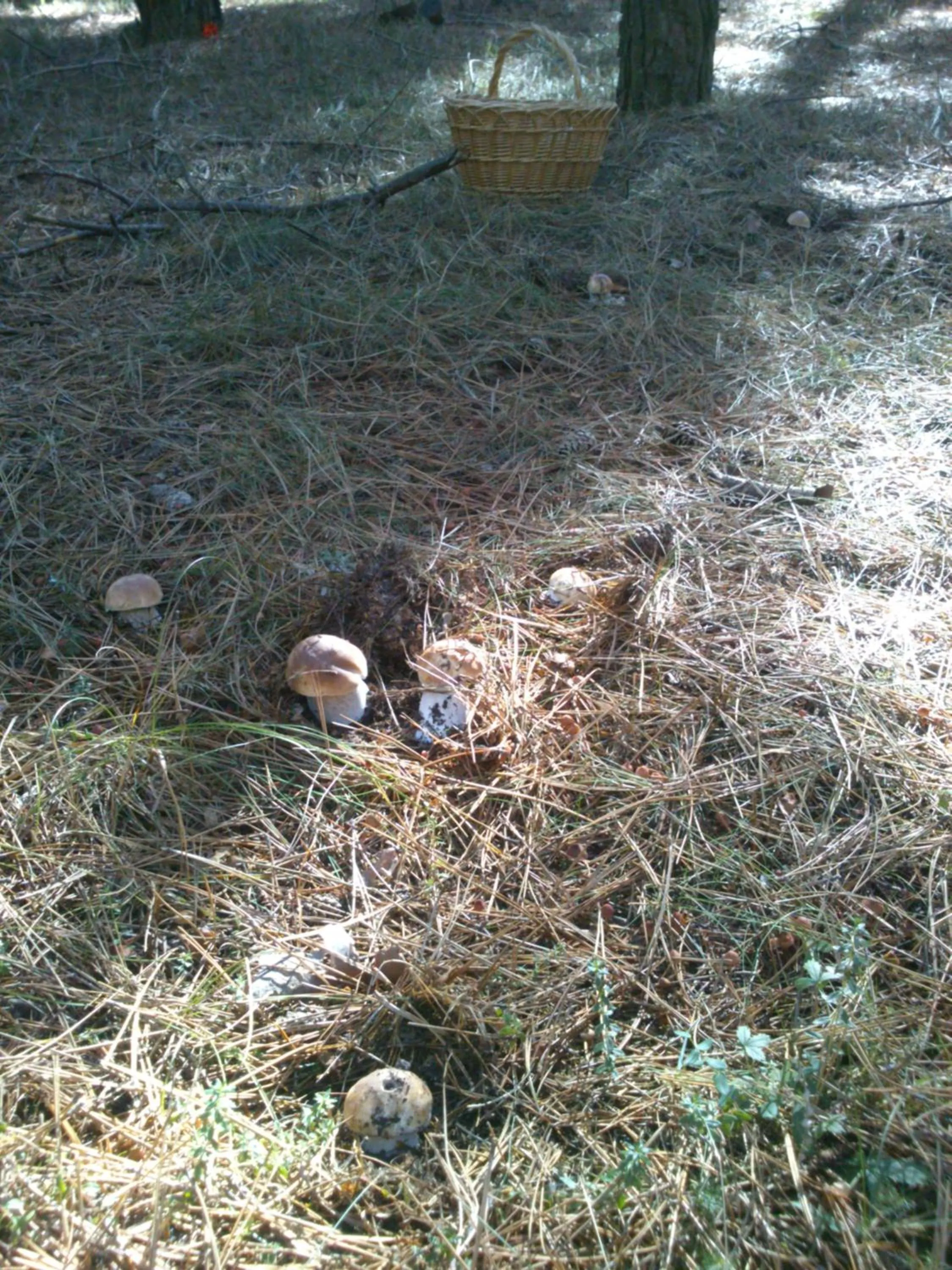 Area and facilities in Bungalows Granja Escuela Arlanzón