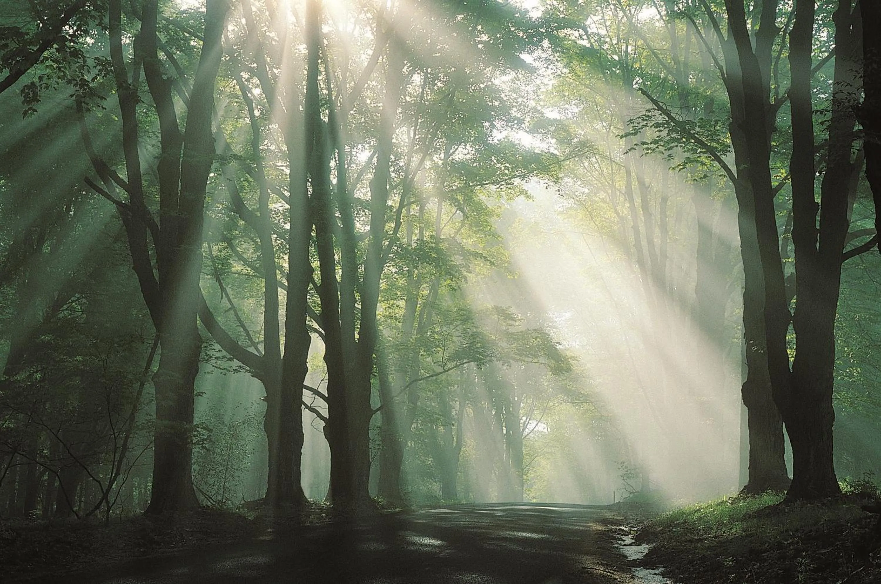 Natural landscape in Macdonald Leeming House