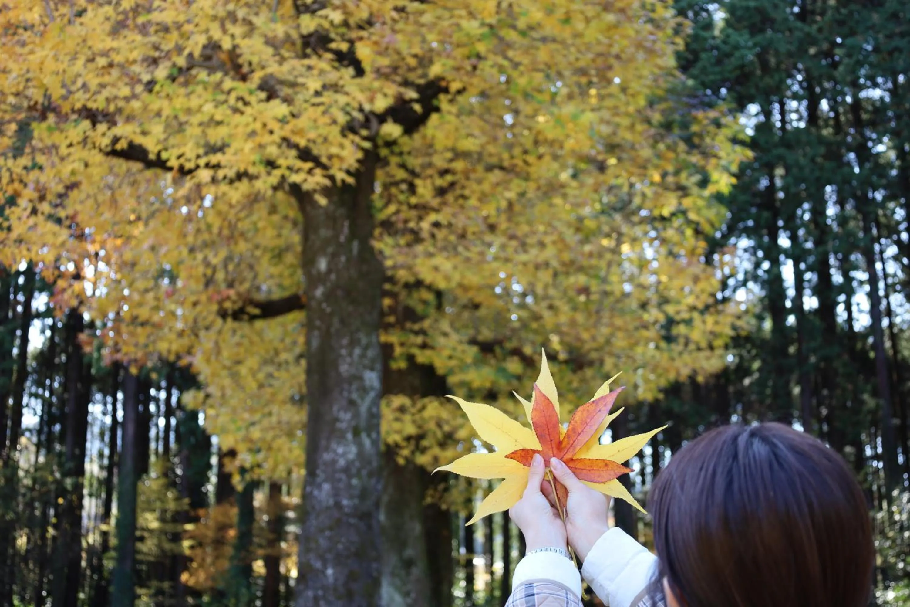 Mt Fuji View Villa Fujino Kirameki Fujigotemba