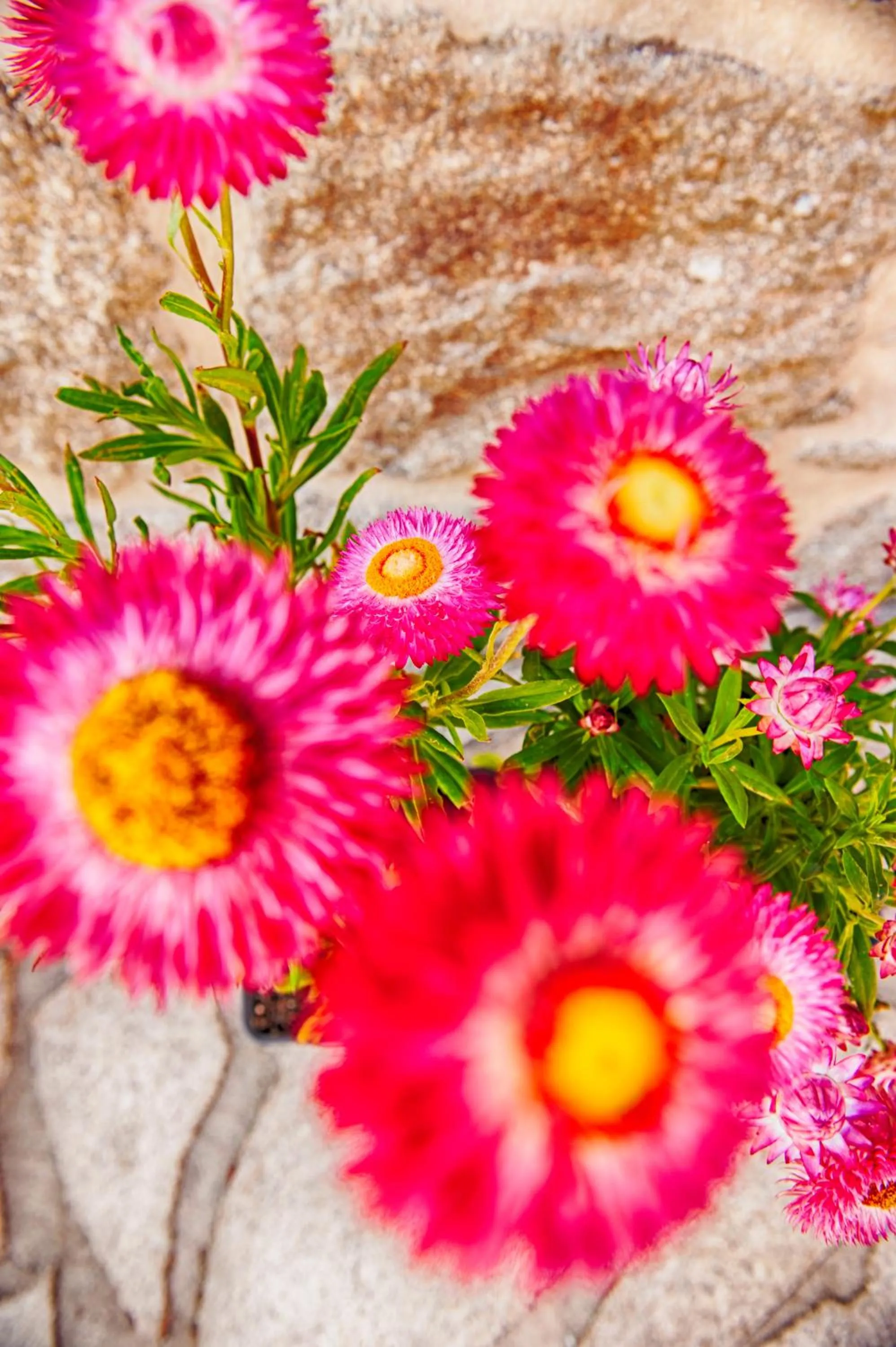 Decorative detail in A Casa do Folgo Turismo Rural