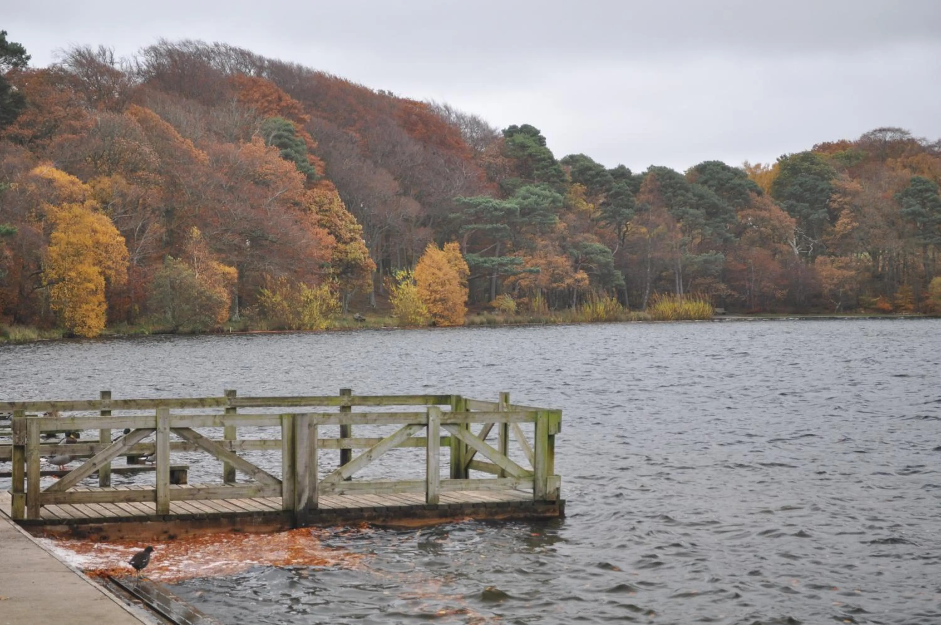 Day in String Of Horses