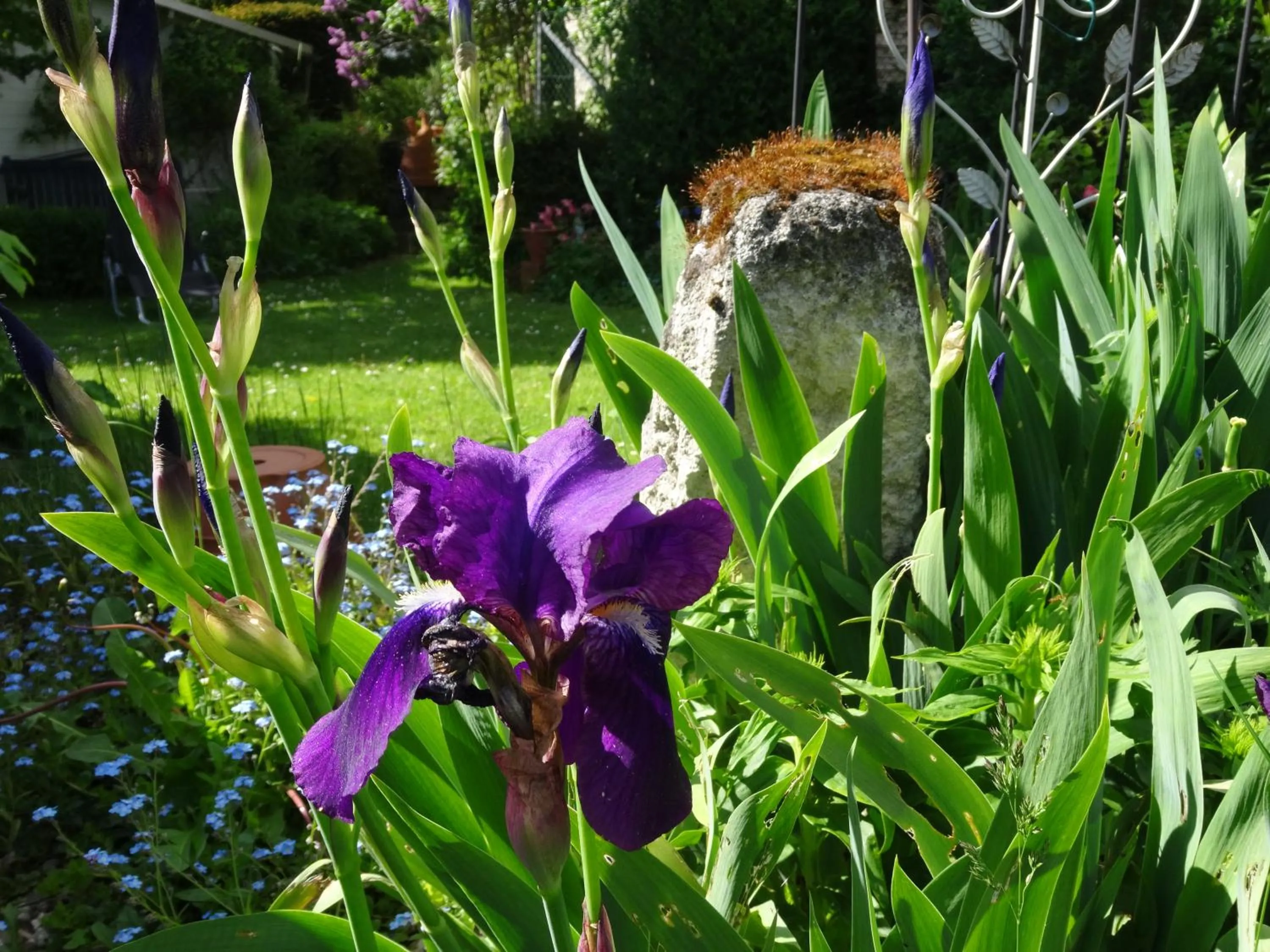 Spring in Le Coq Nientiedt