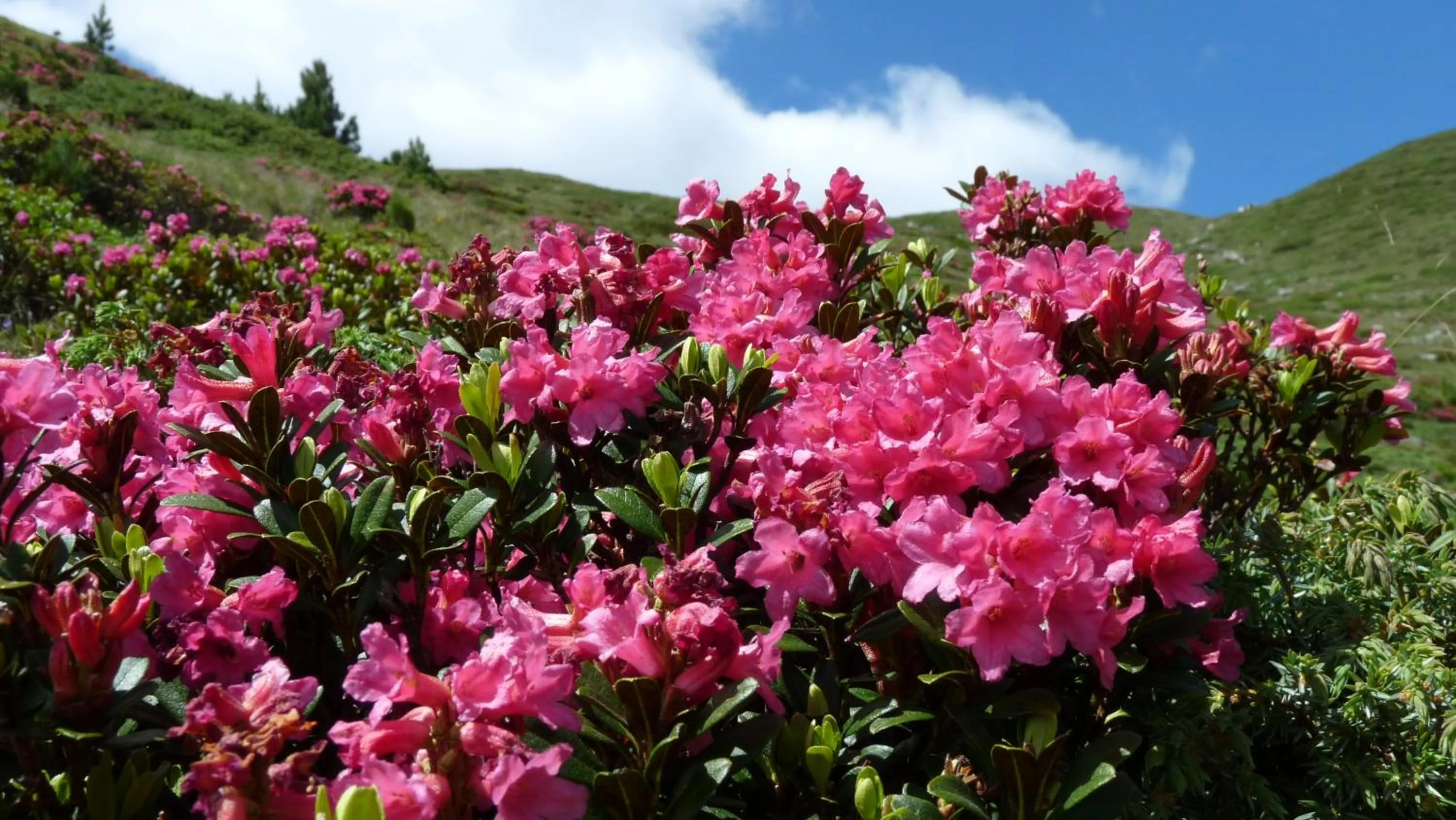 Seasons in Berghotel Schlemmer