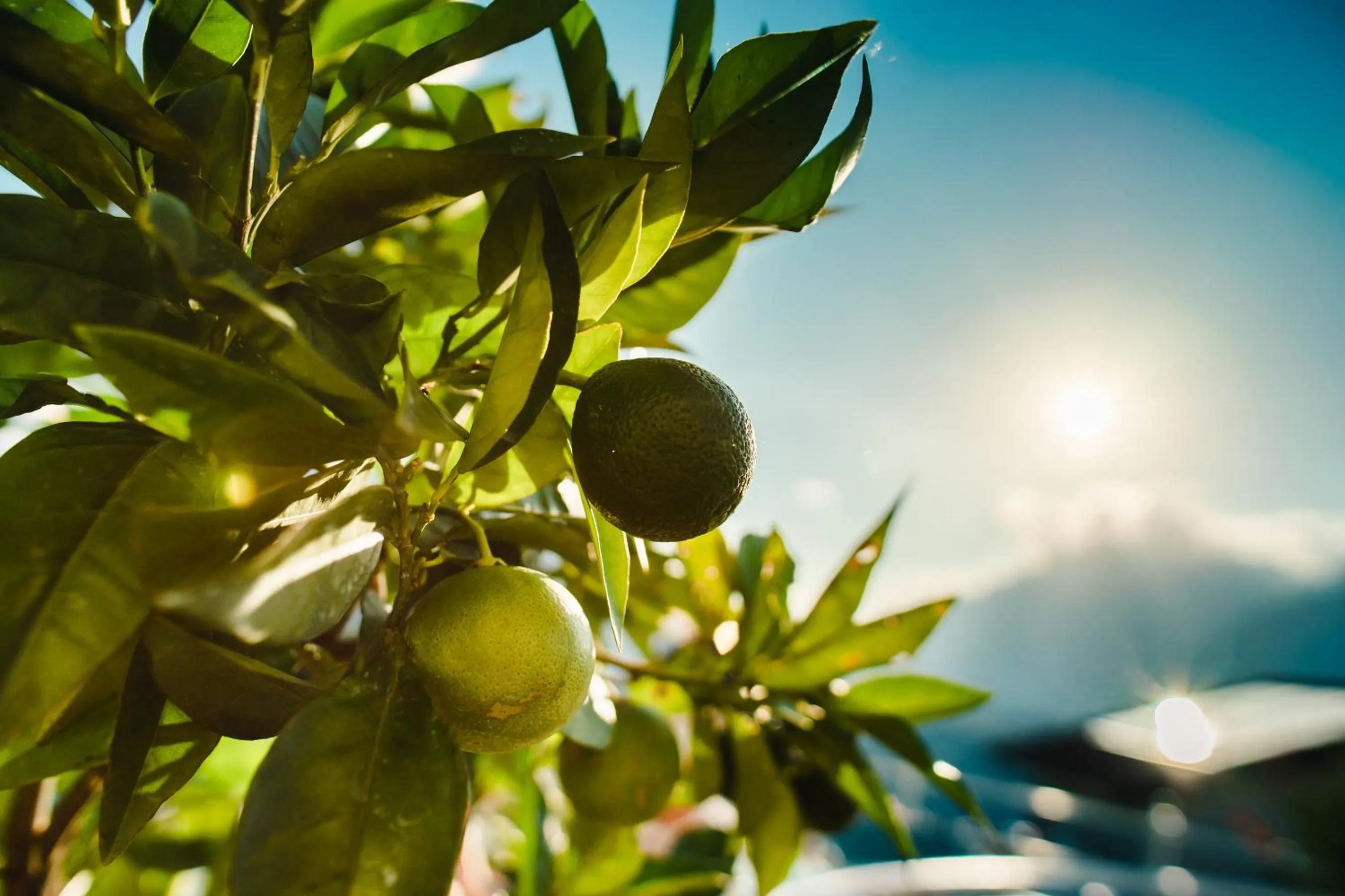 Garden in Oliven- & Genusshotel Hirzer