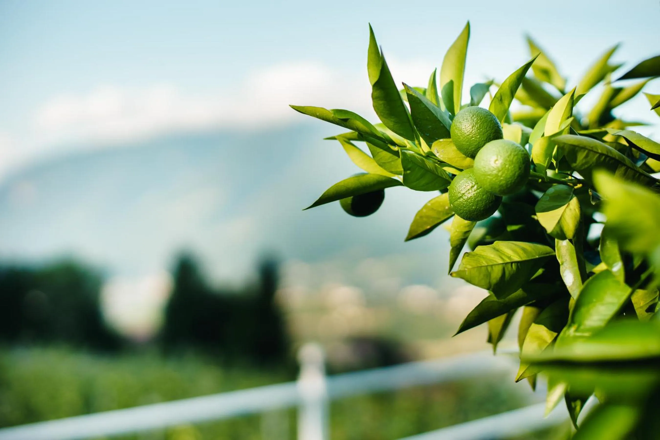 Garden in Oliven- & Genusshotel Hirzer