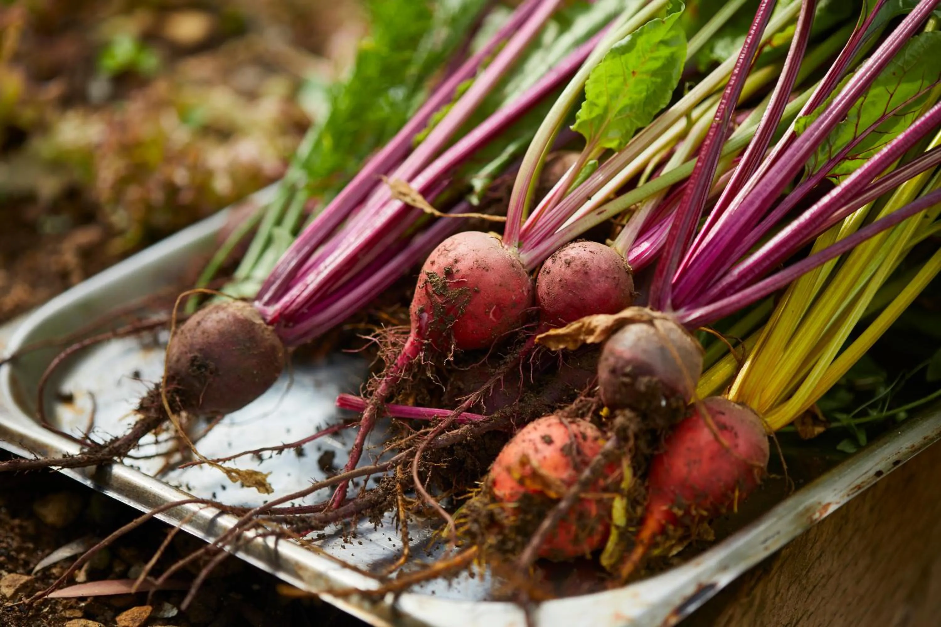 Garden in The Methuen Arms