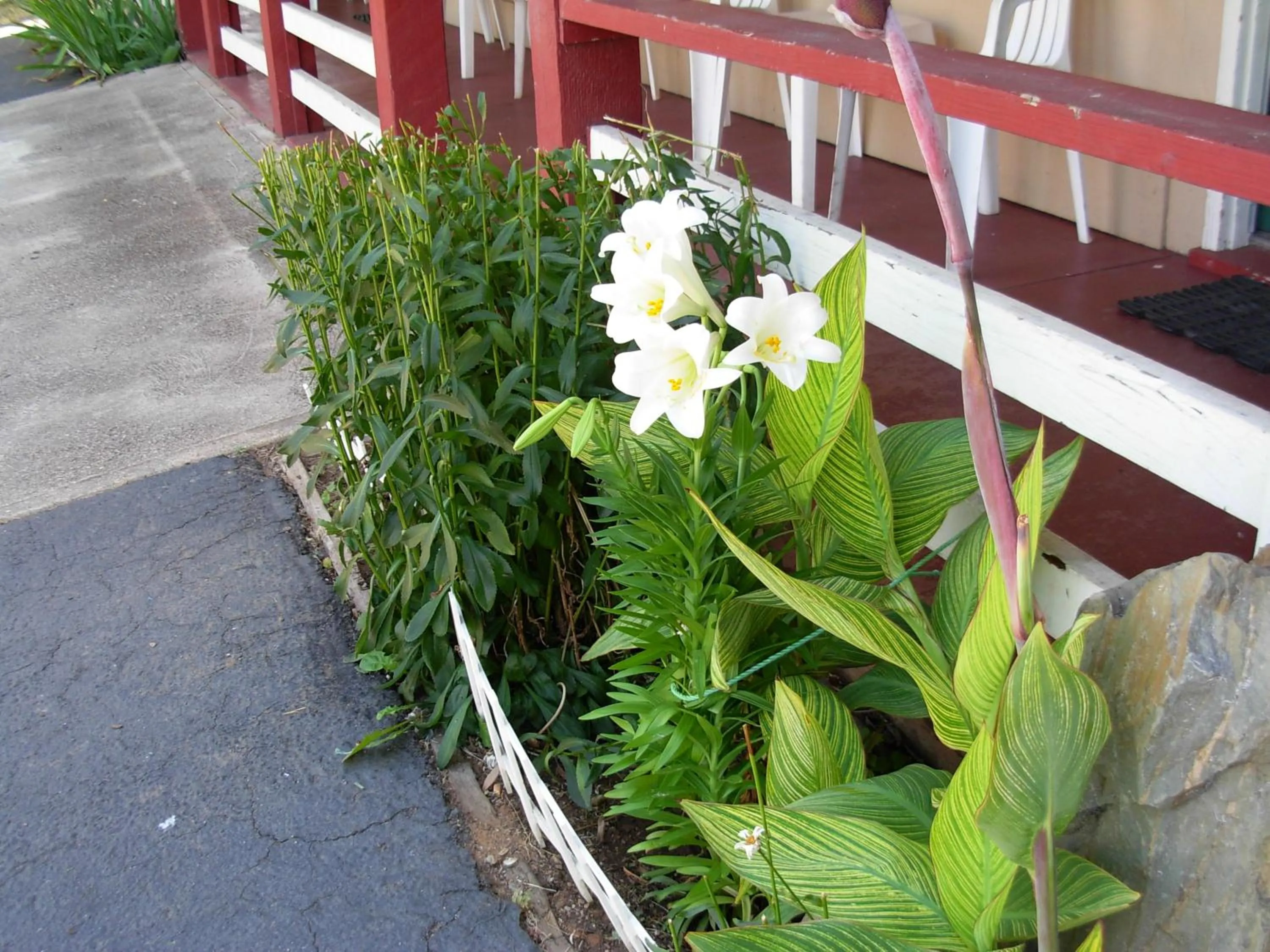 Spring in Jumping Frog Motel