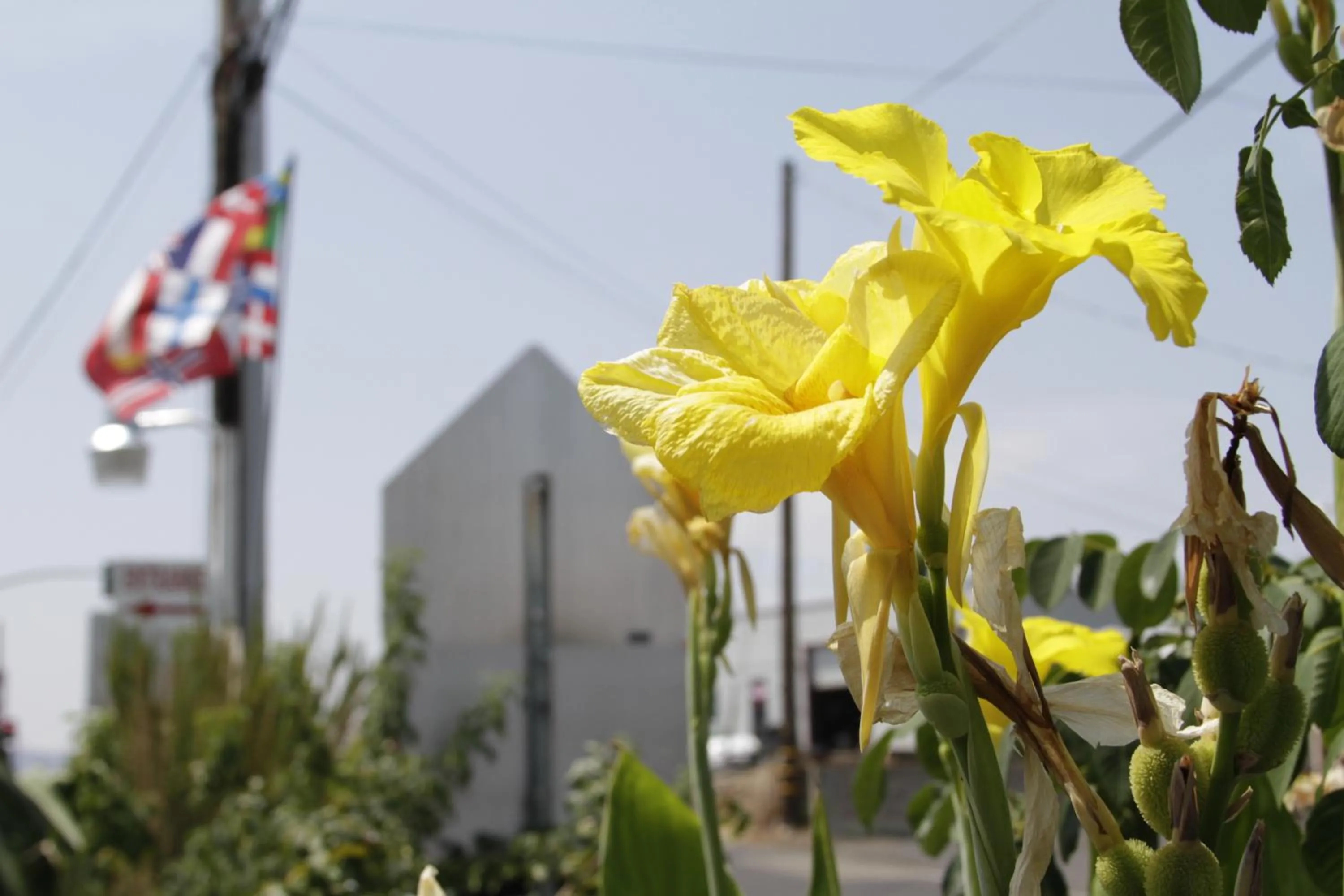 Spring in Jumping Frog Motel