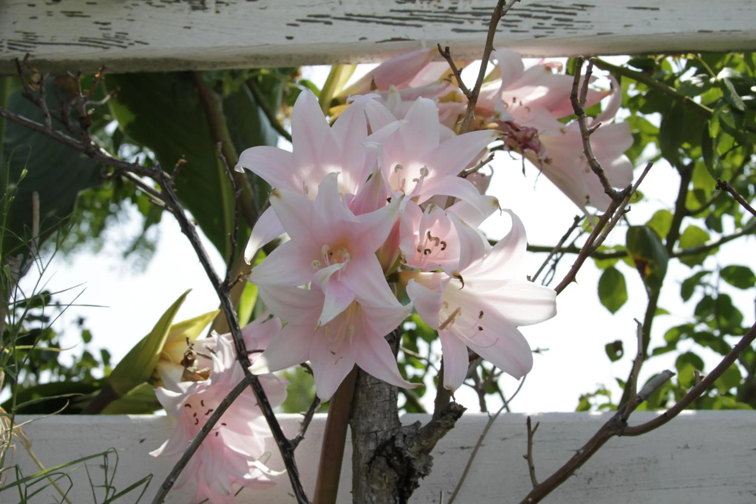 Garden view in Jumping Frog Motel