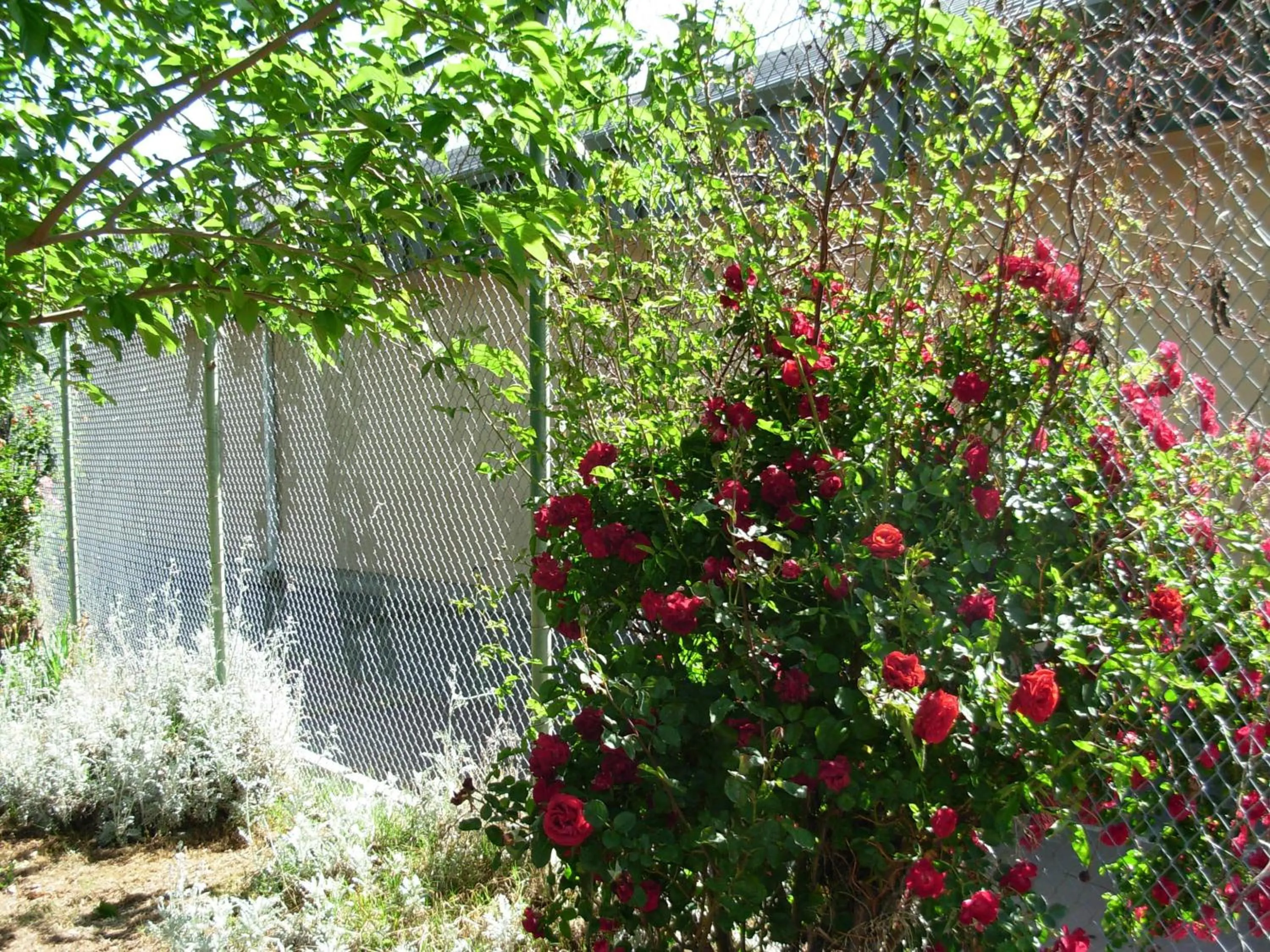 Garden view in Jumping Frog Motel