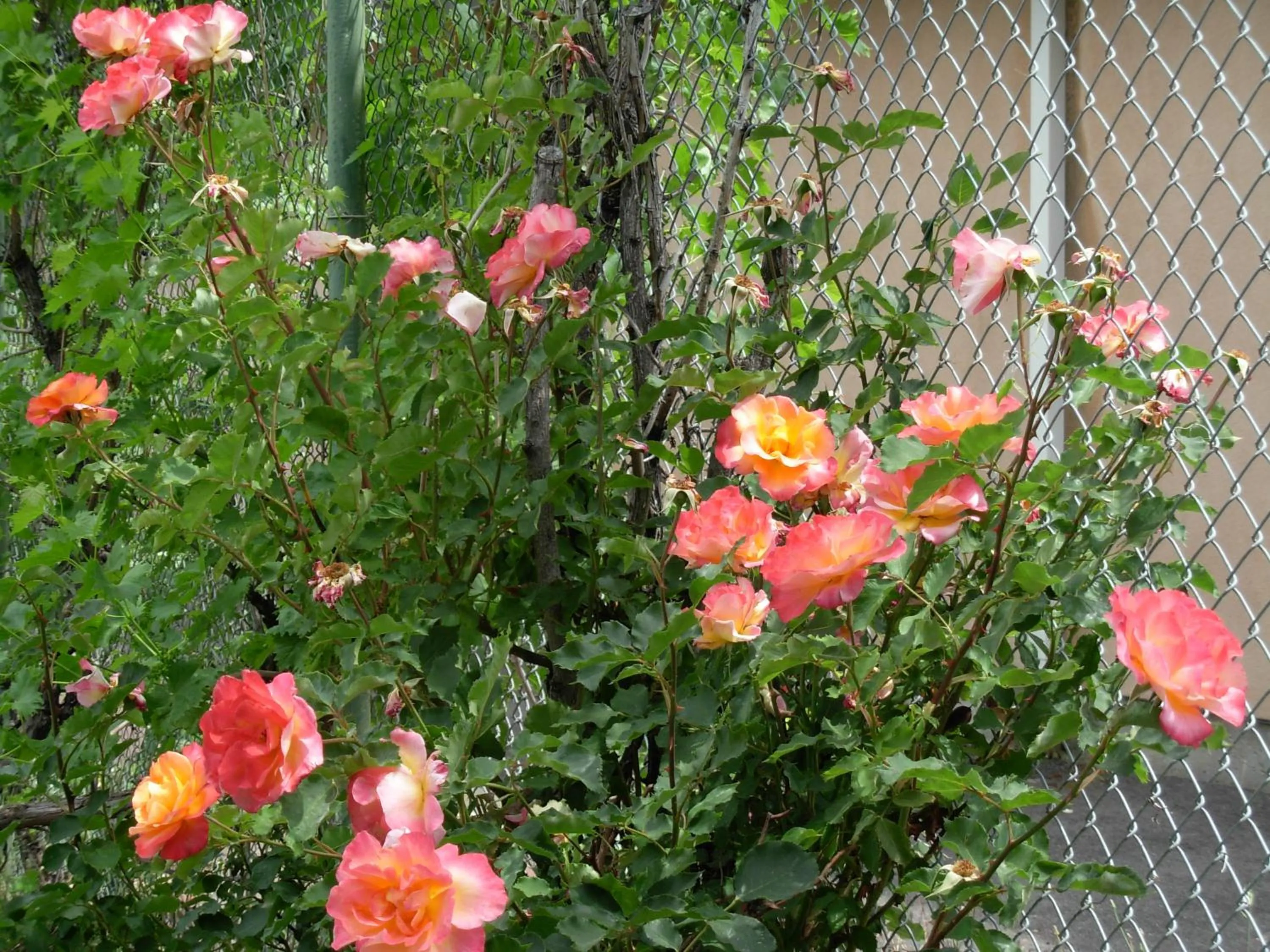 Spring in Jumping Frog Motel