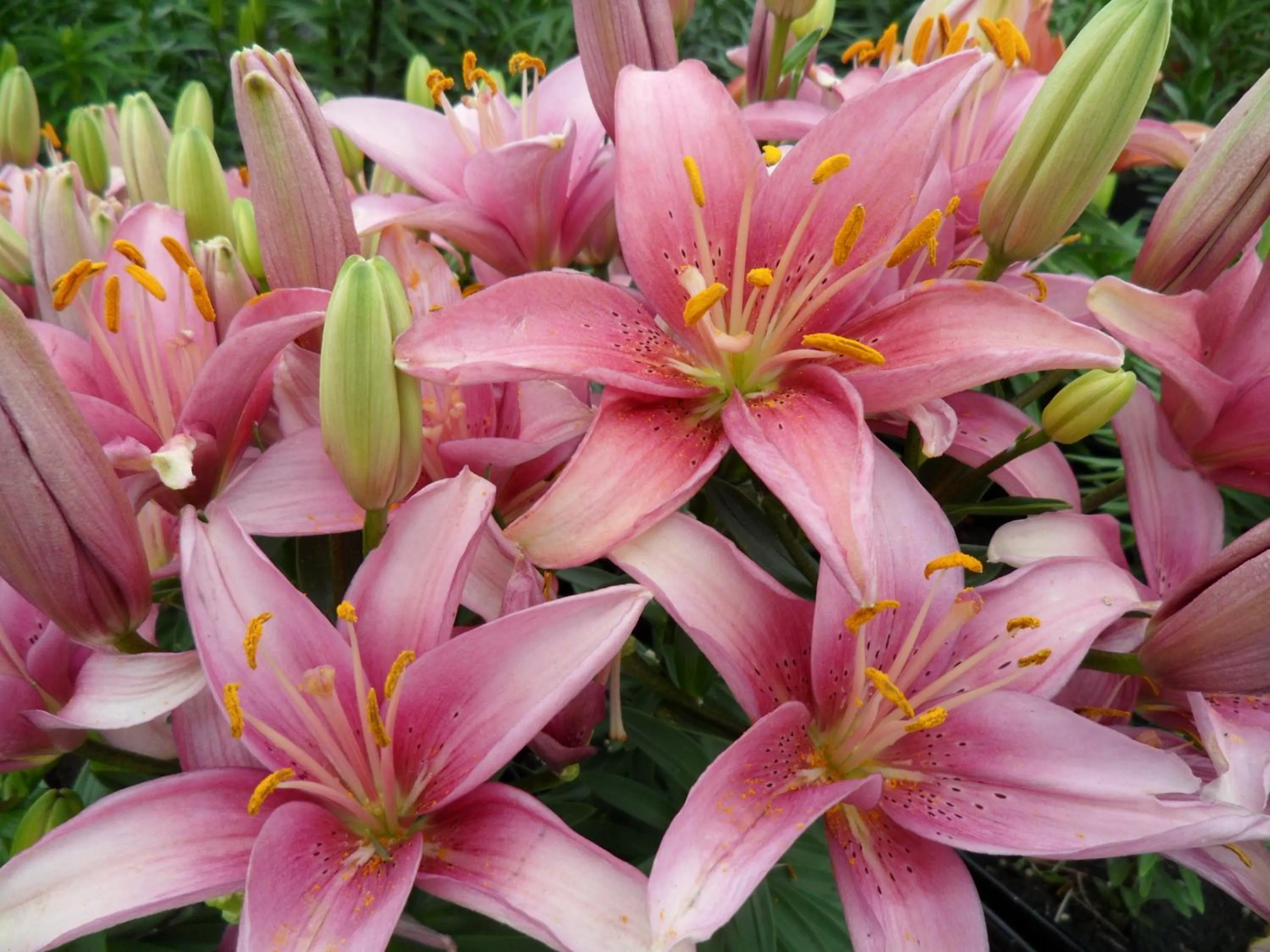 Garden in Westway Inn Motel