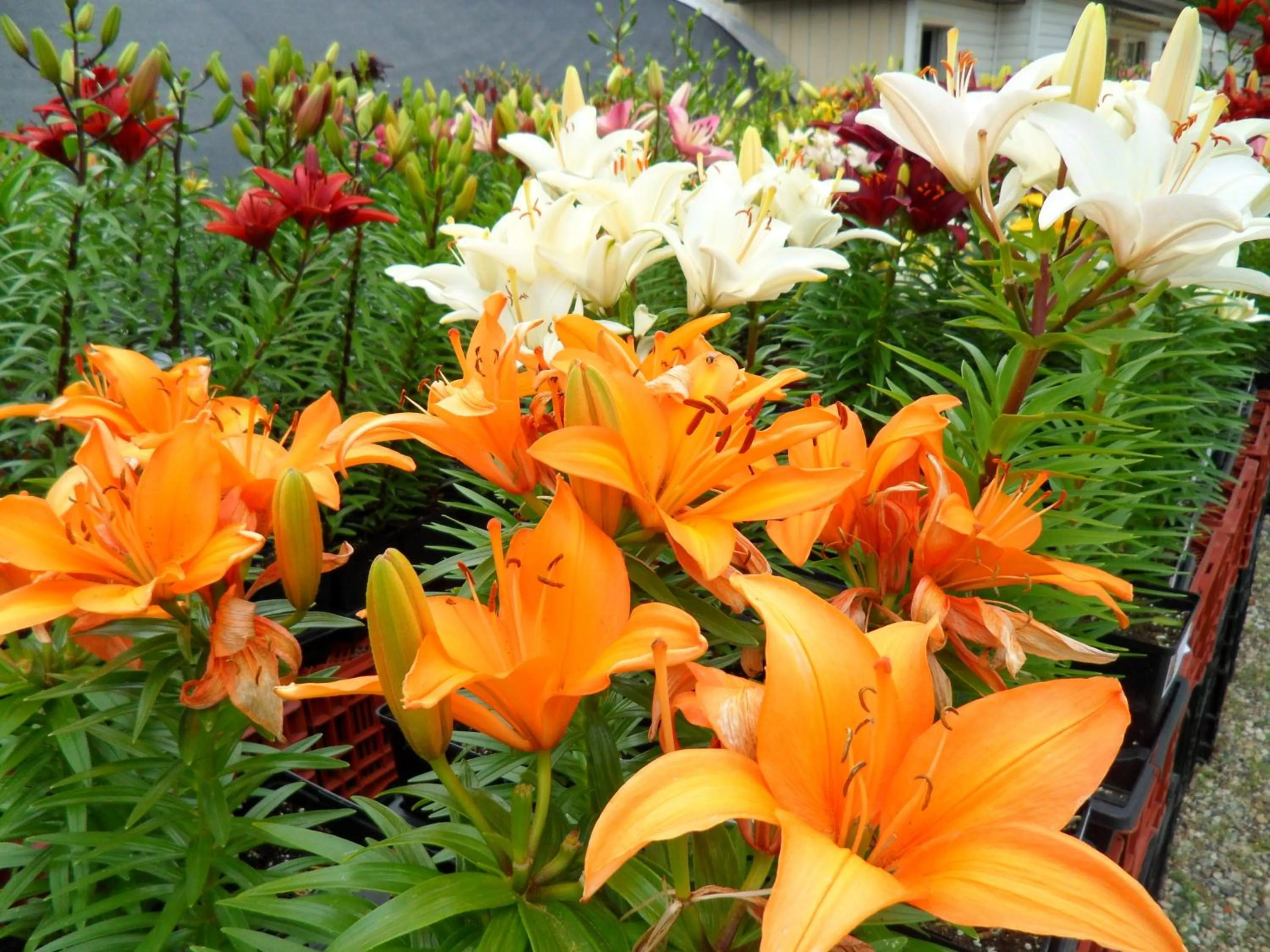 Garden in Westway Inn Motel