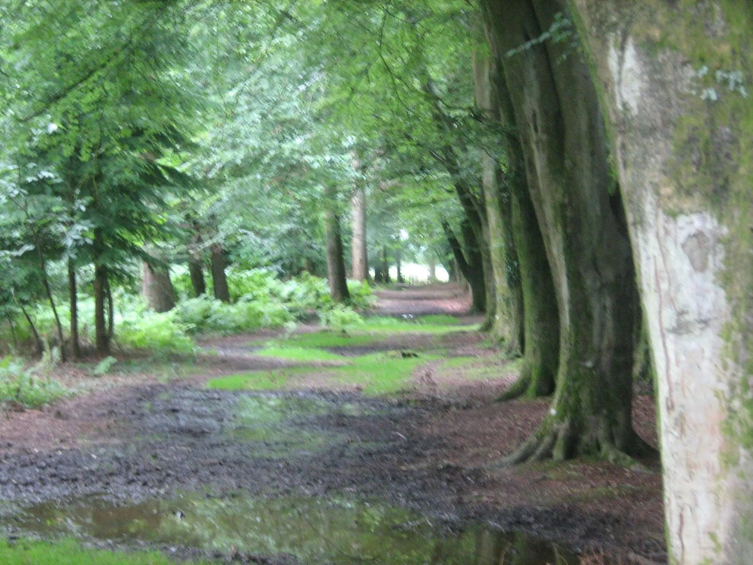 Natural landscape in Cottage Lodge Hotel