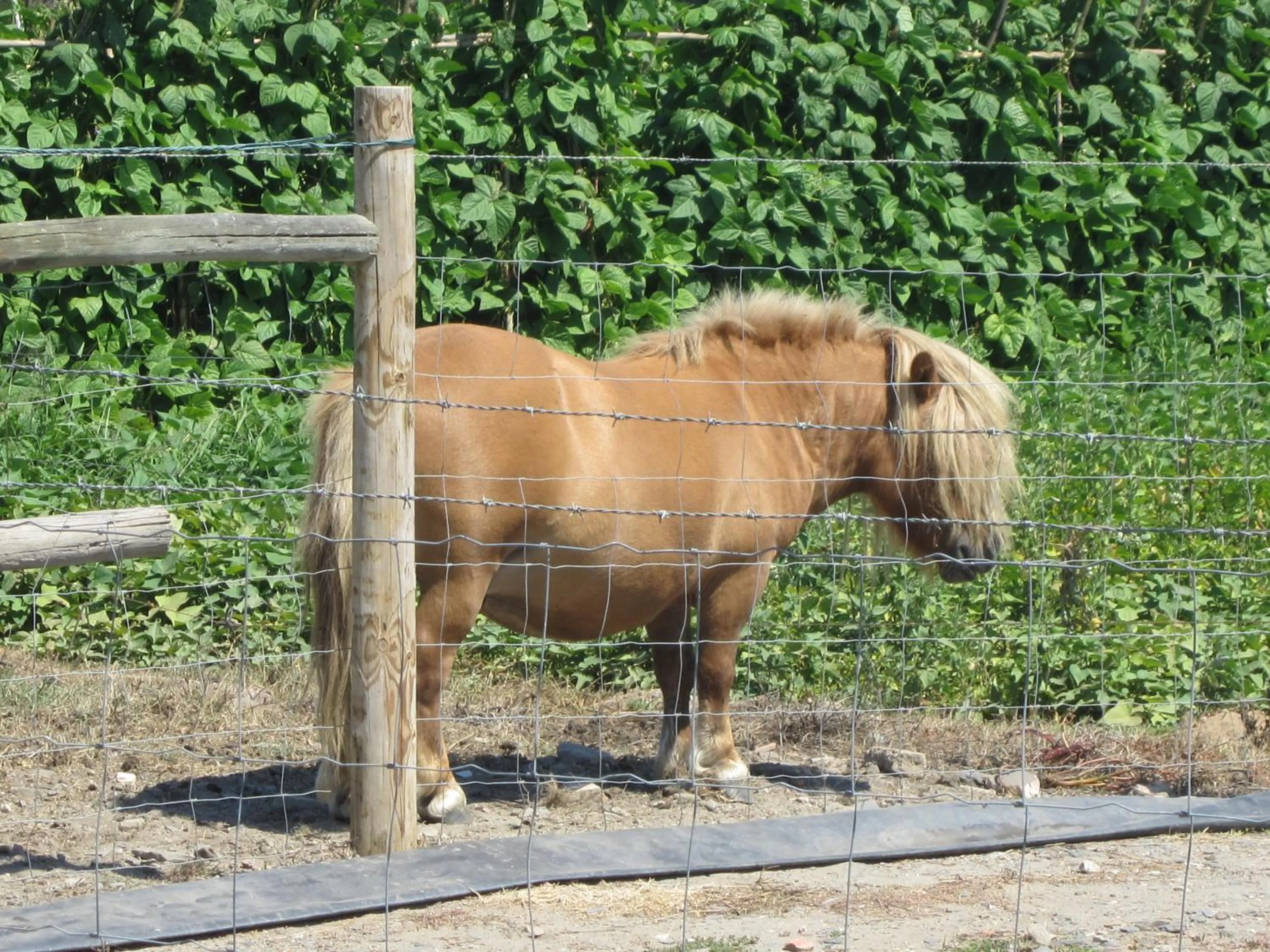 Animals in Monte do Zeca
