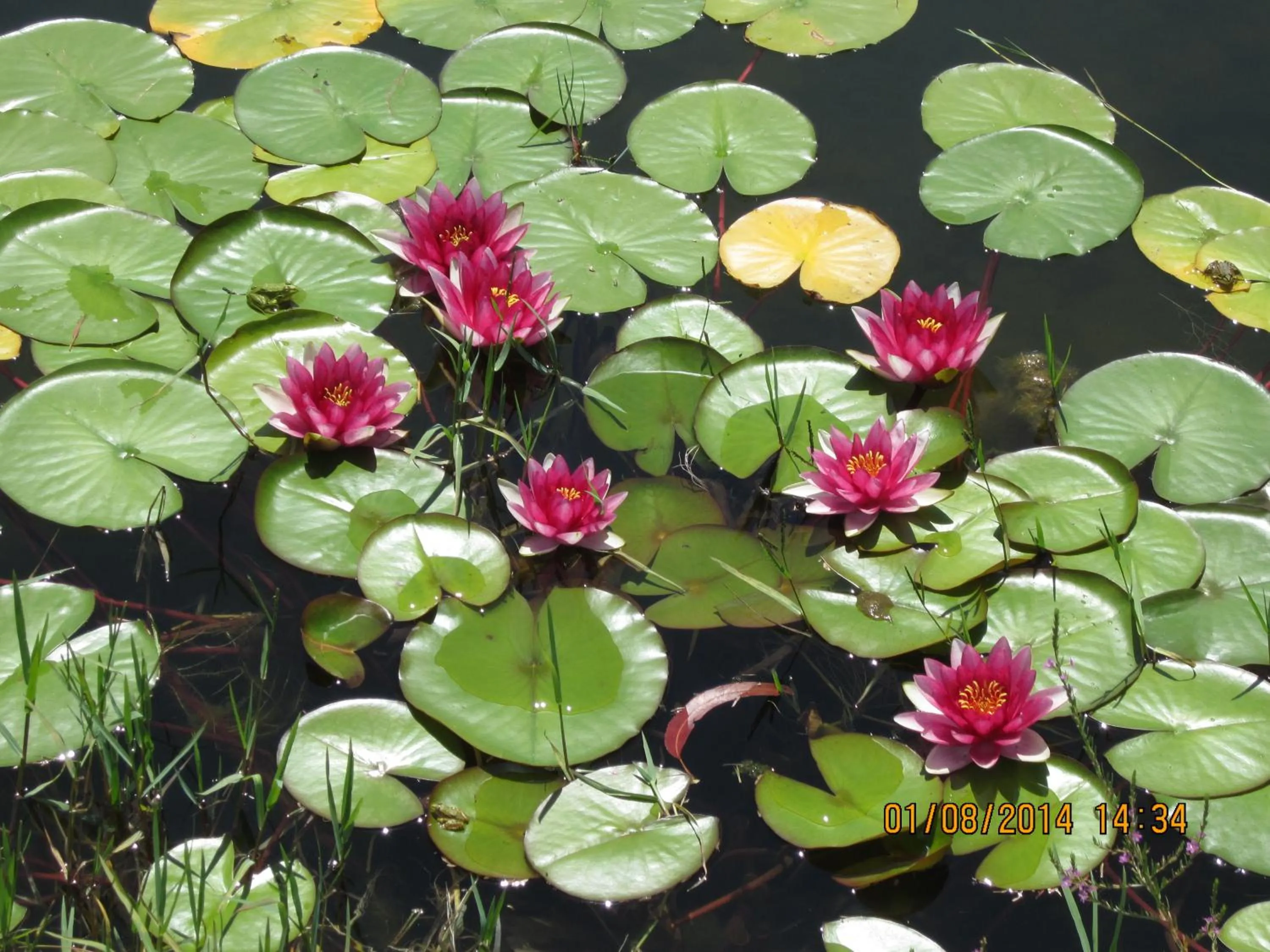 Swimming pool in Monte do Zeca