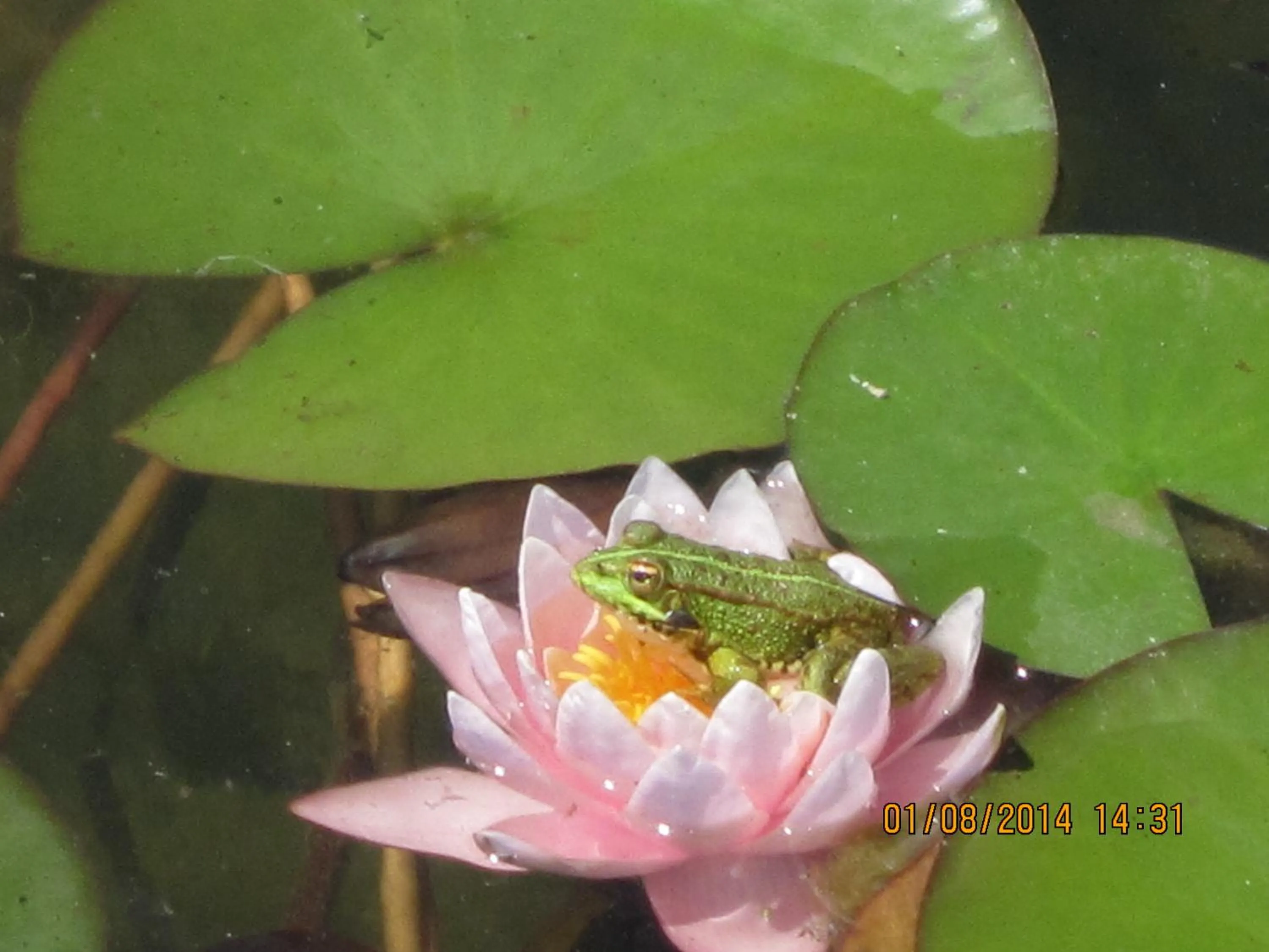 Swimming pool in Monte do Zeca