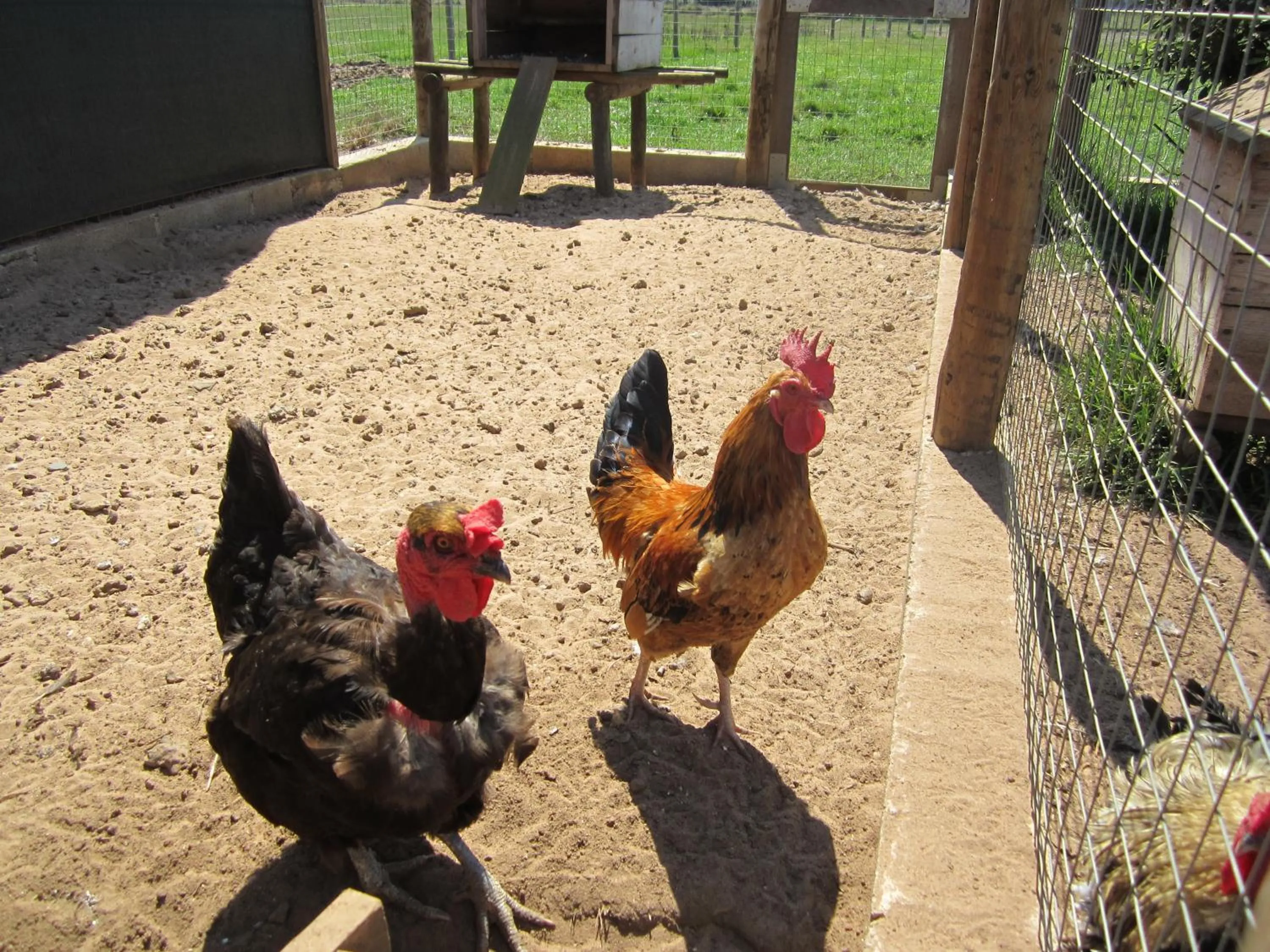 Animals in Monte do Zeca