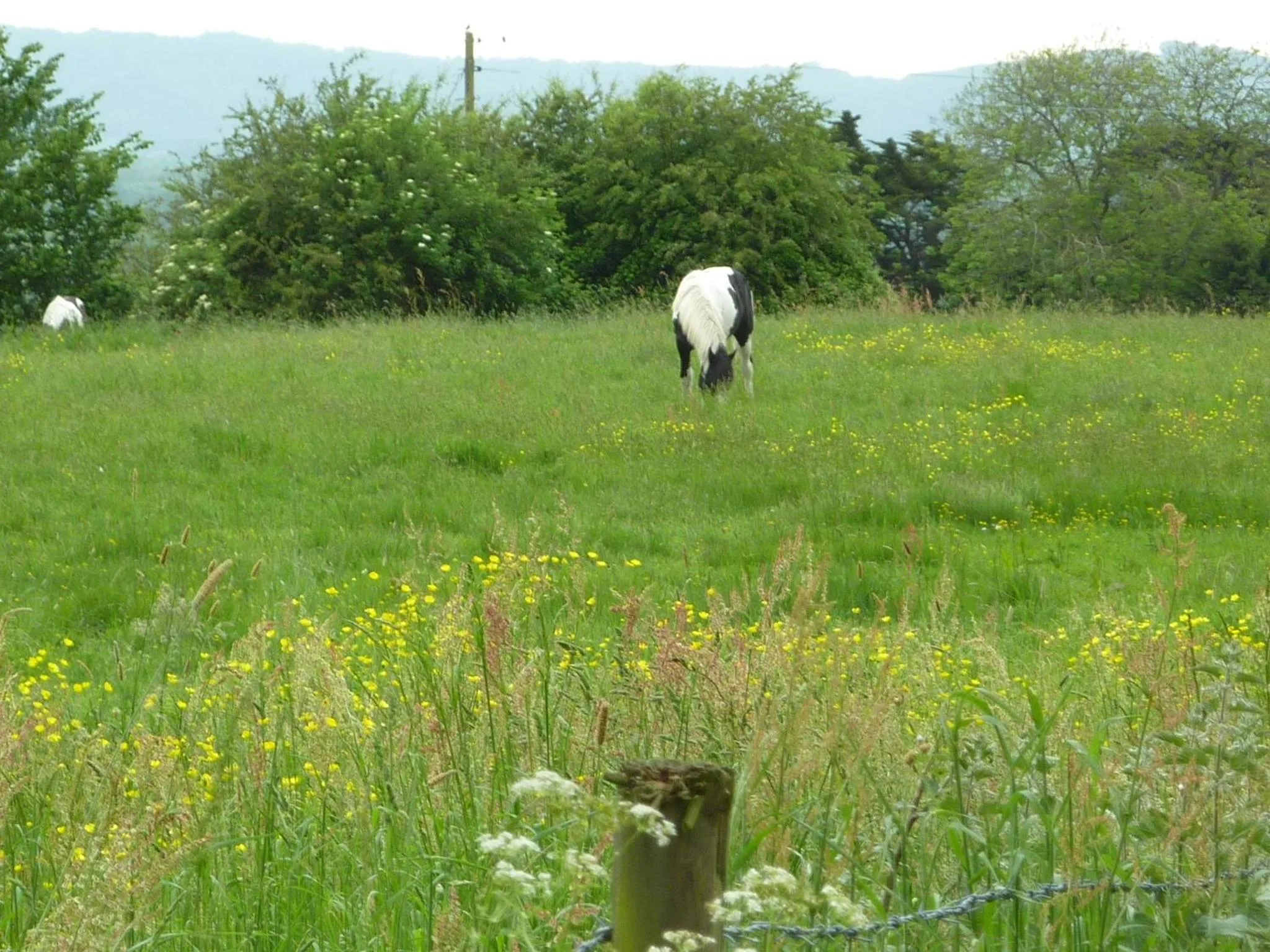 Animals in Chequers Hotel