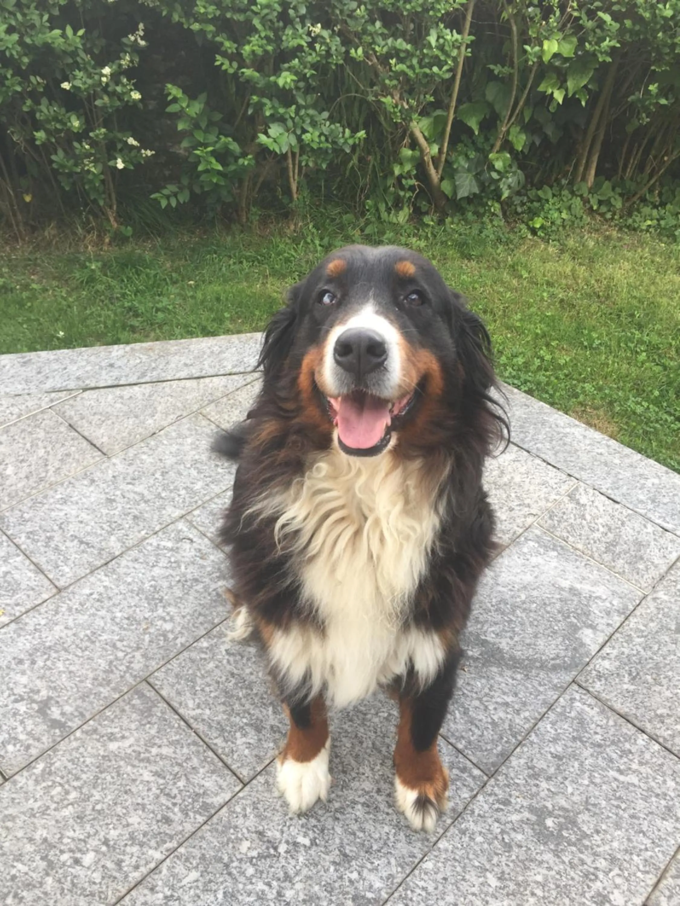 Pets in B&B Il tempo del sogno con cani e gatti Pet&Breakfast